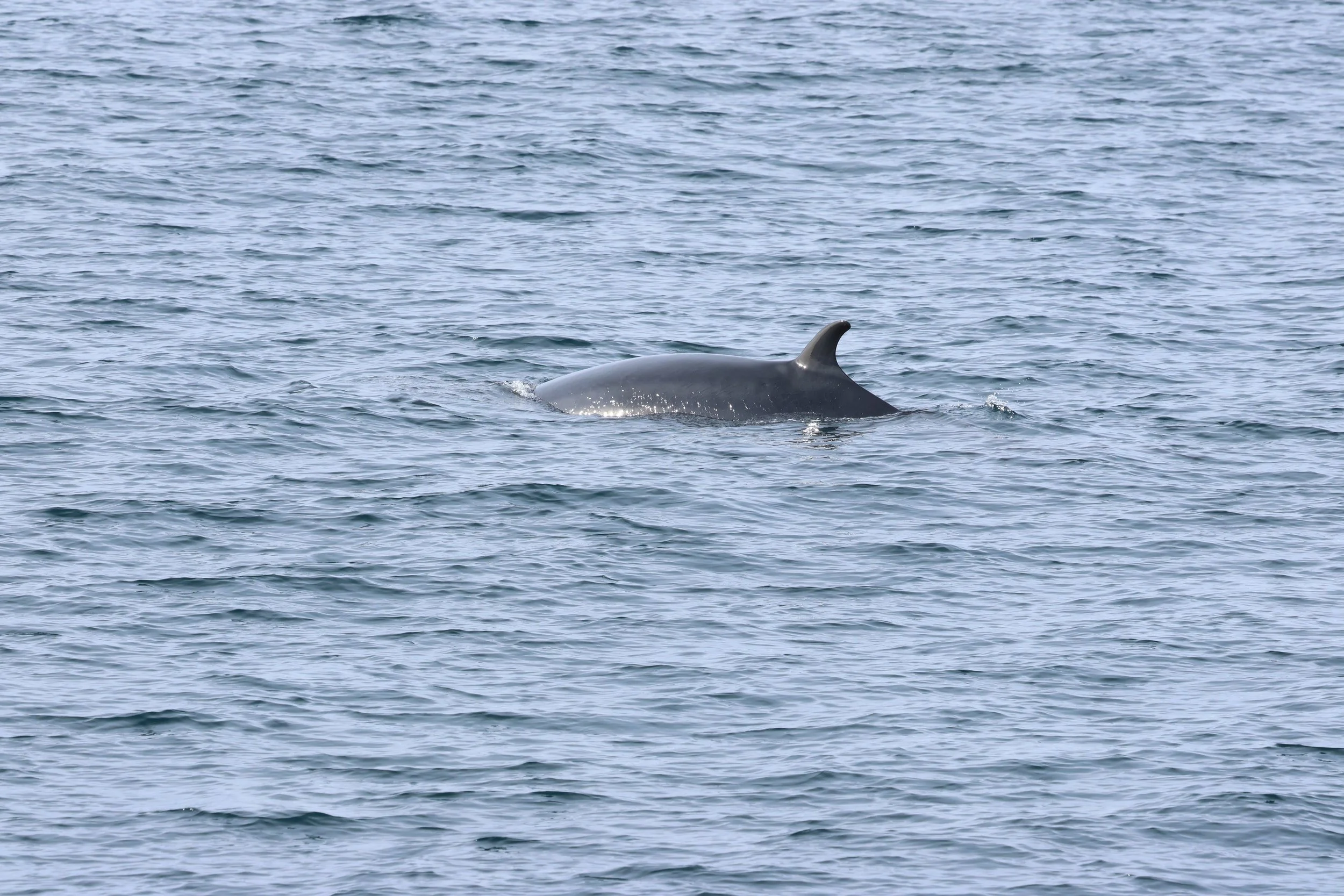 2026_04_03_0900_HOL_GISELA (36).JPG