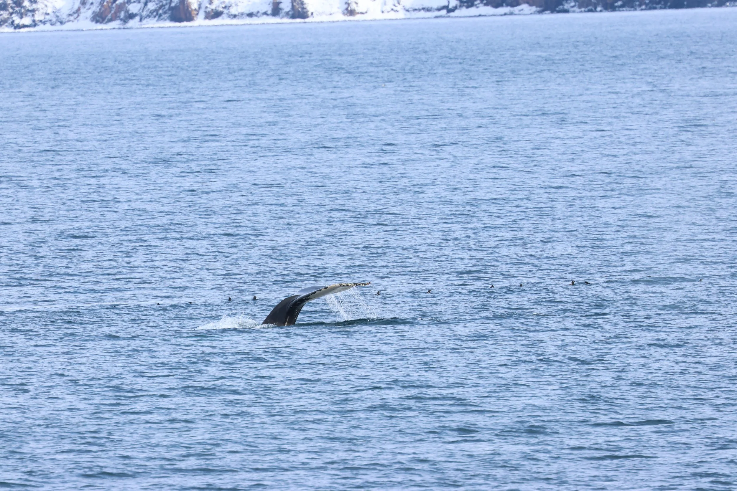 2026_04_03_0900_HOL_GISELA (27).JPG