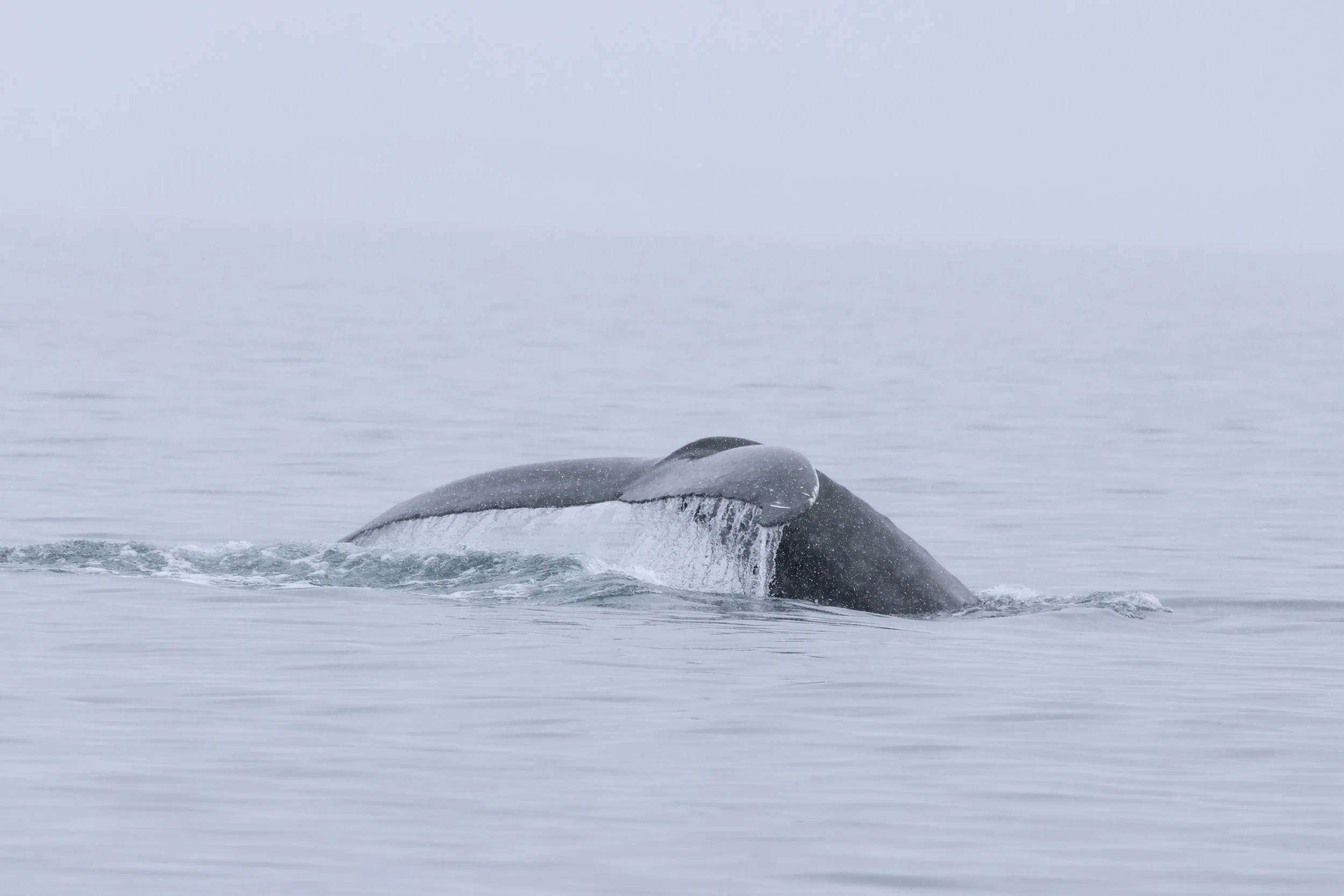 2026_04_05_1000_DIP_JACOB (23).JPG