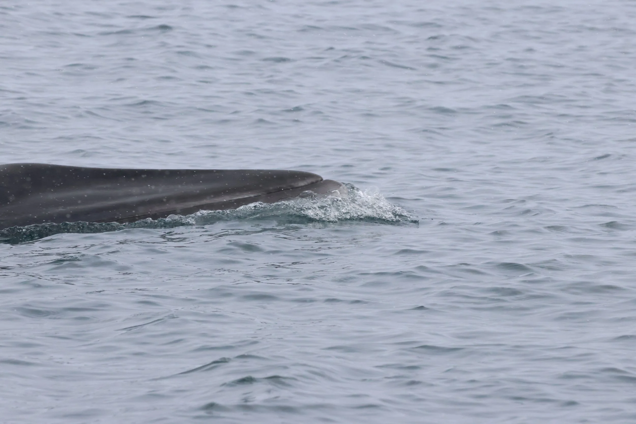 2026_04_05_1000_DIP_JACOB (7).JPG