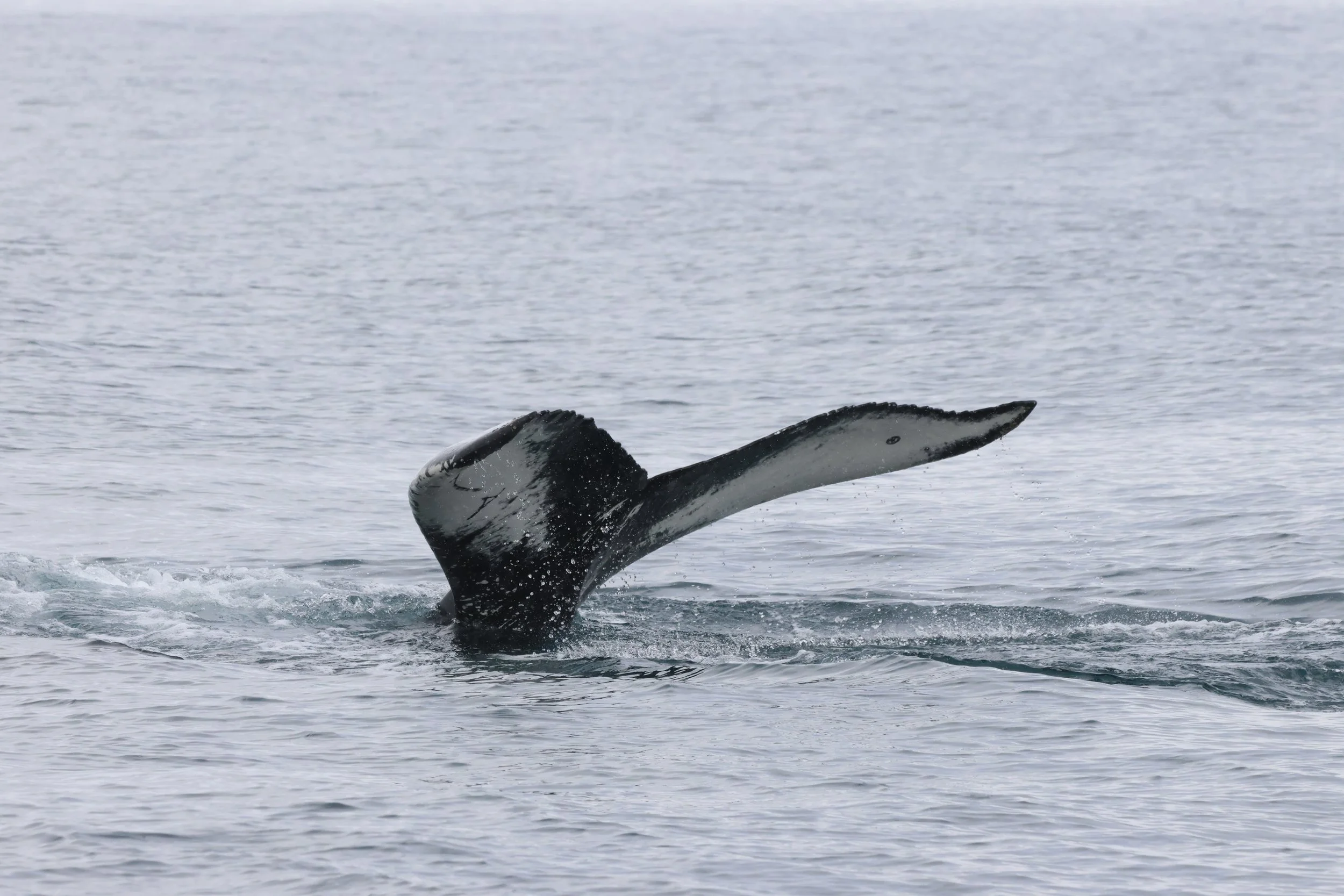 2026_04_05_1400_DIP_JACOB (20).JPG