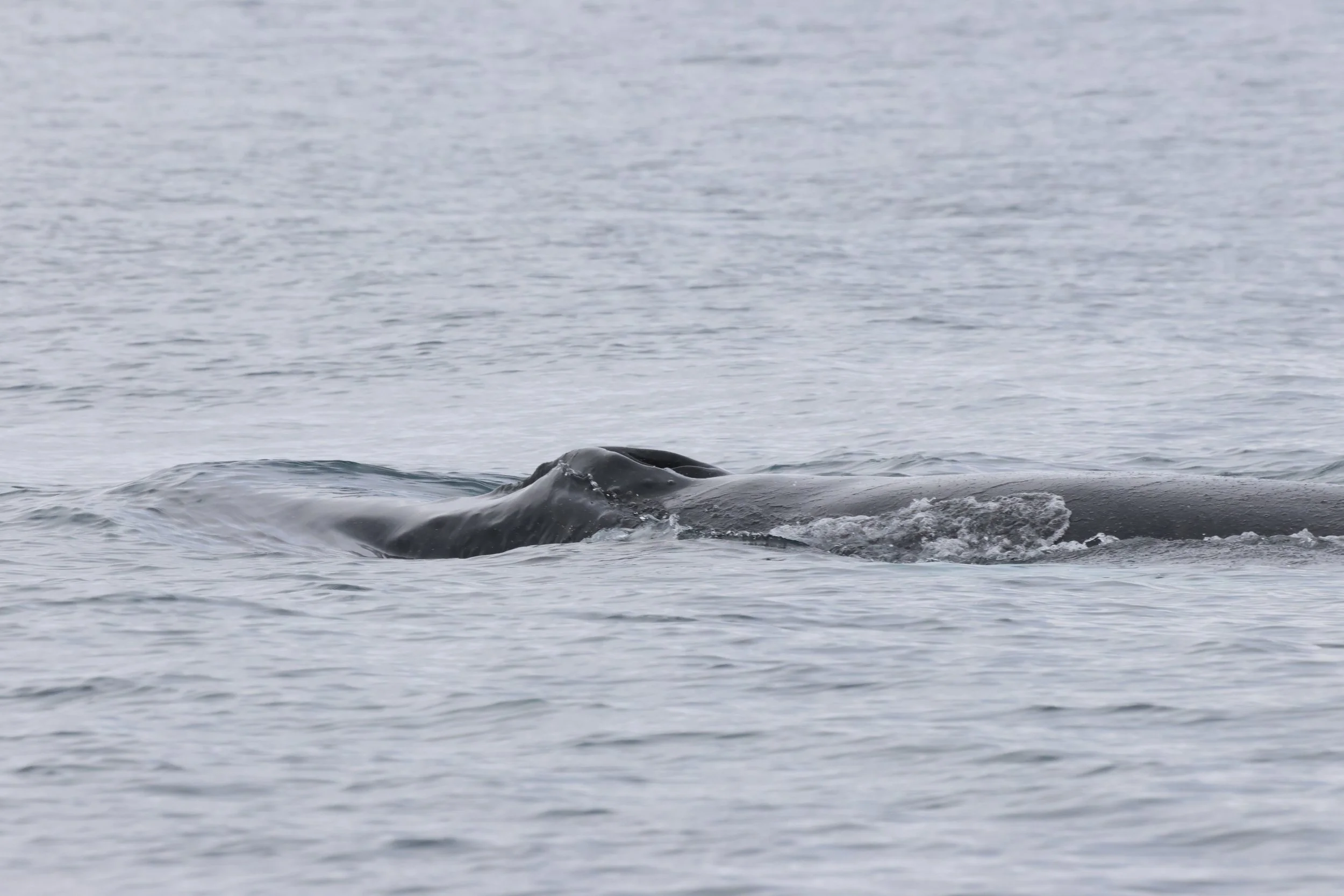 2026_04_05_1400_DIP_JACOB (14).JPG