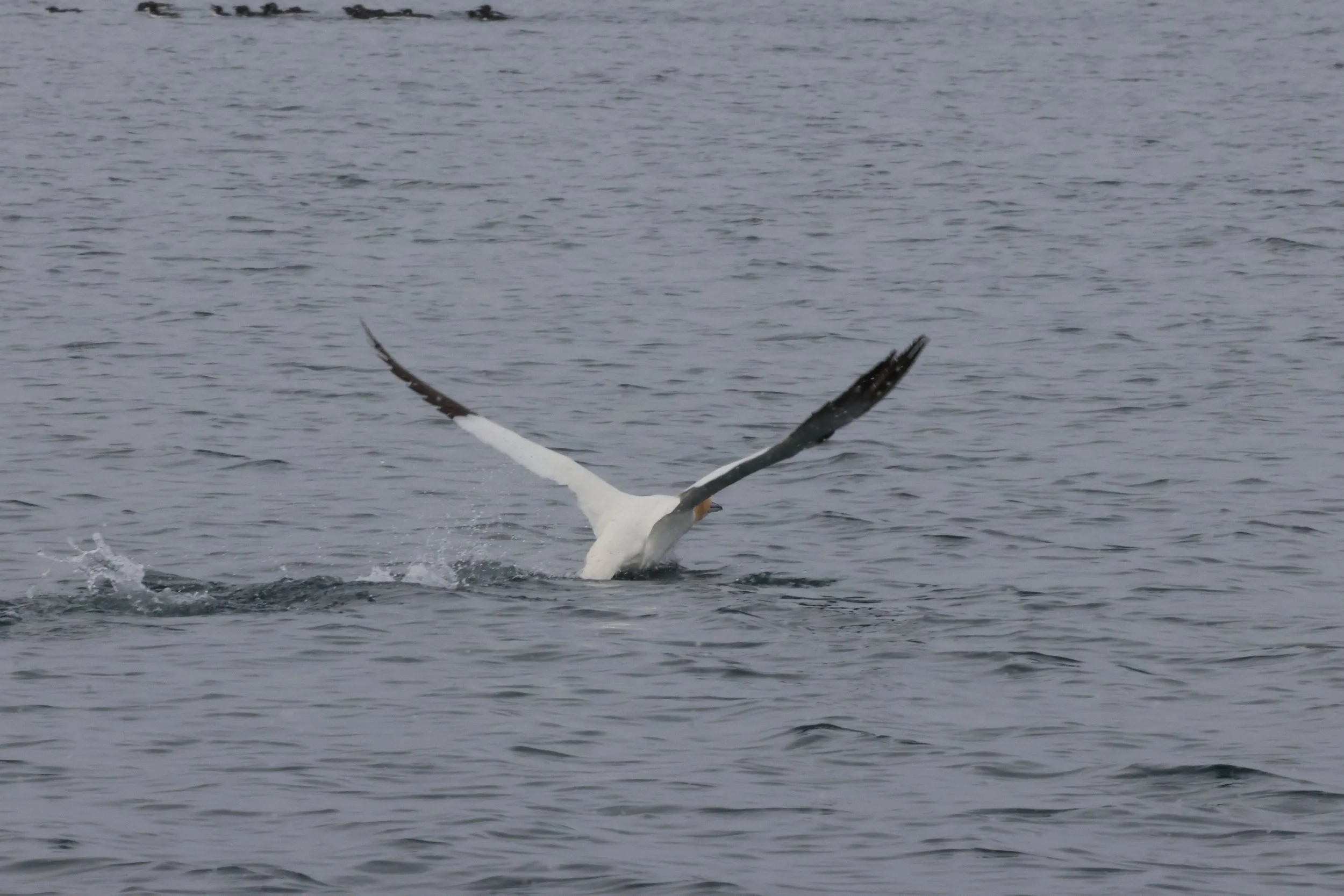 2026_04_05_1000_DIP_JACOB (3).JPG