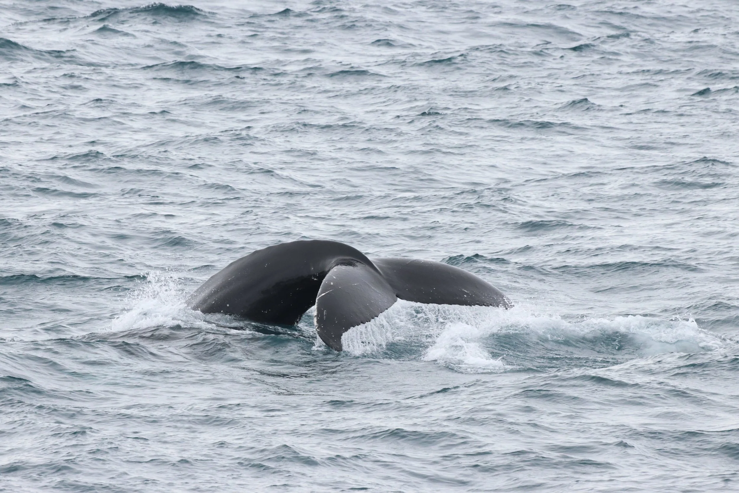 2026_04_06_0900_HOL_JACOB (12).JPG