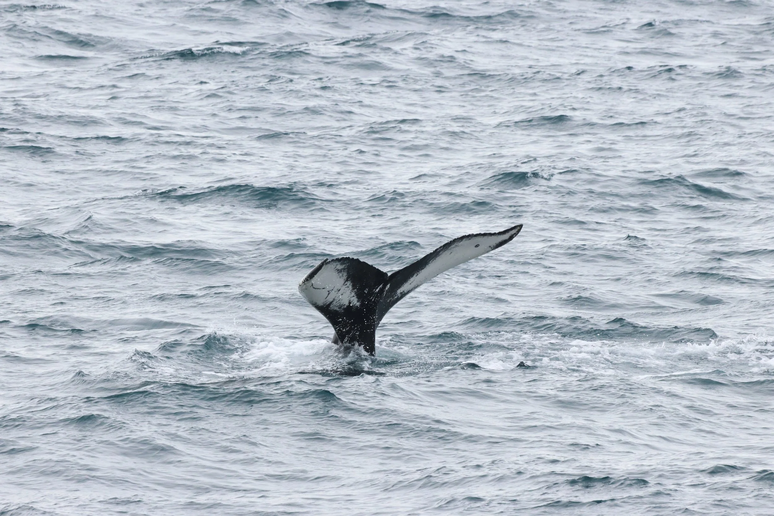 2026_04_06_0900_HOL_JACOB (20).JPG