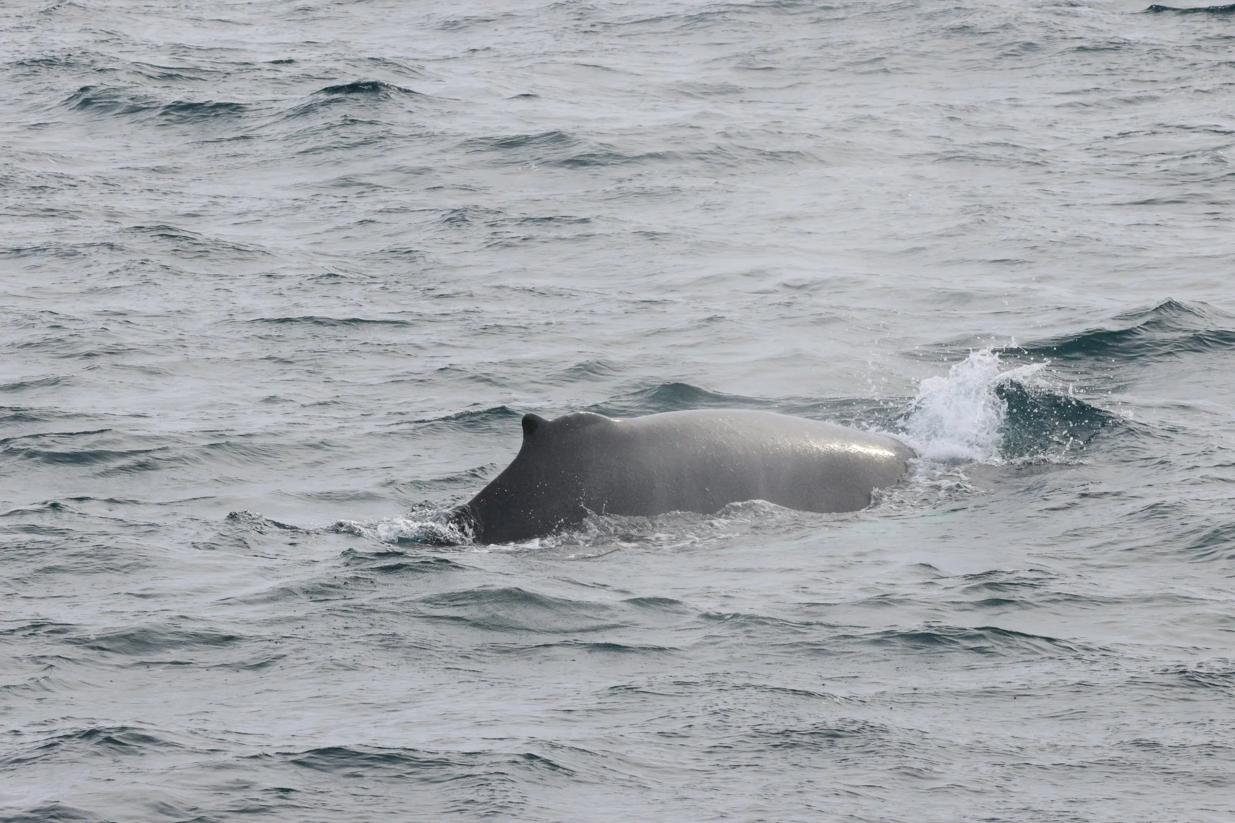 2026_04_06_0900_HOL_JACOB (1).JPG