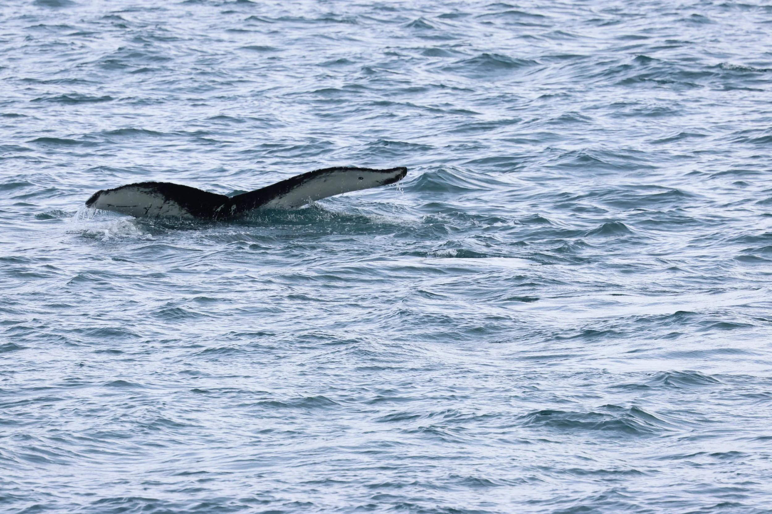 2026_04_08_0900_HOL_GISELA (8).JPG