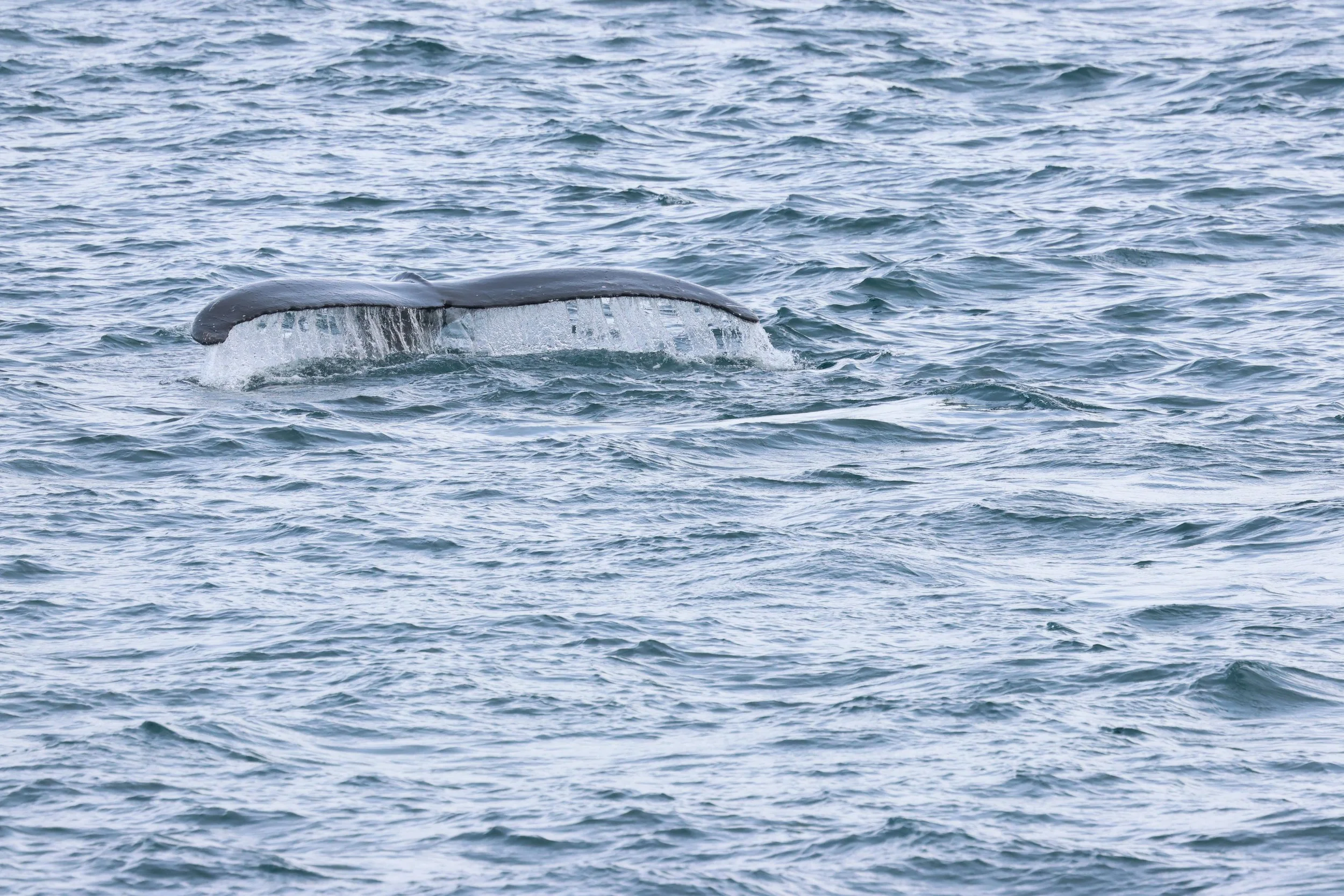 2026_04_08_0900_HOL_GISELA (7).JPG