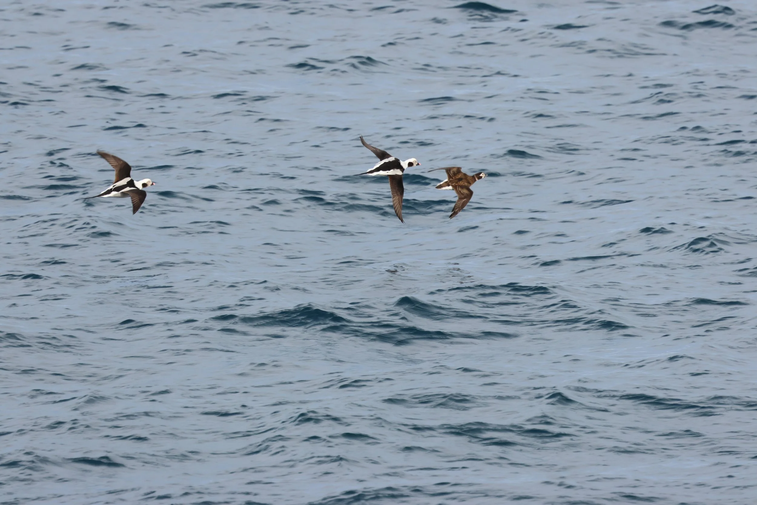 2026_04_08_0900_HOL_GISELA (22).JPG