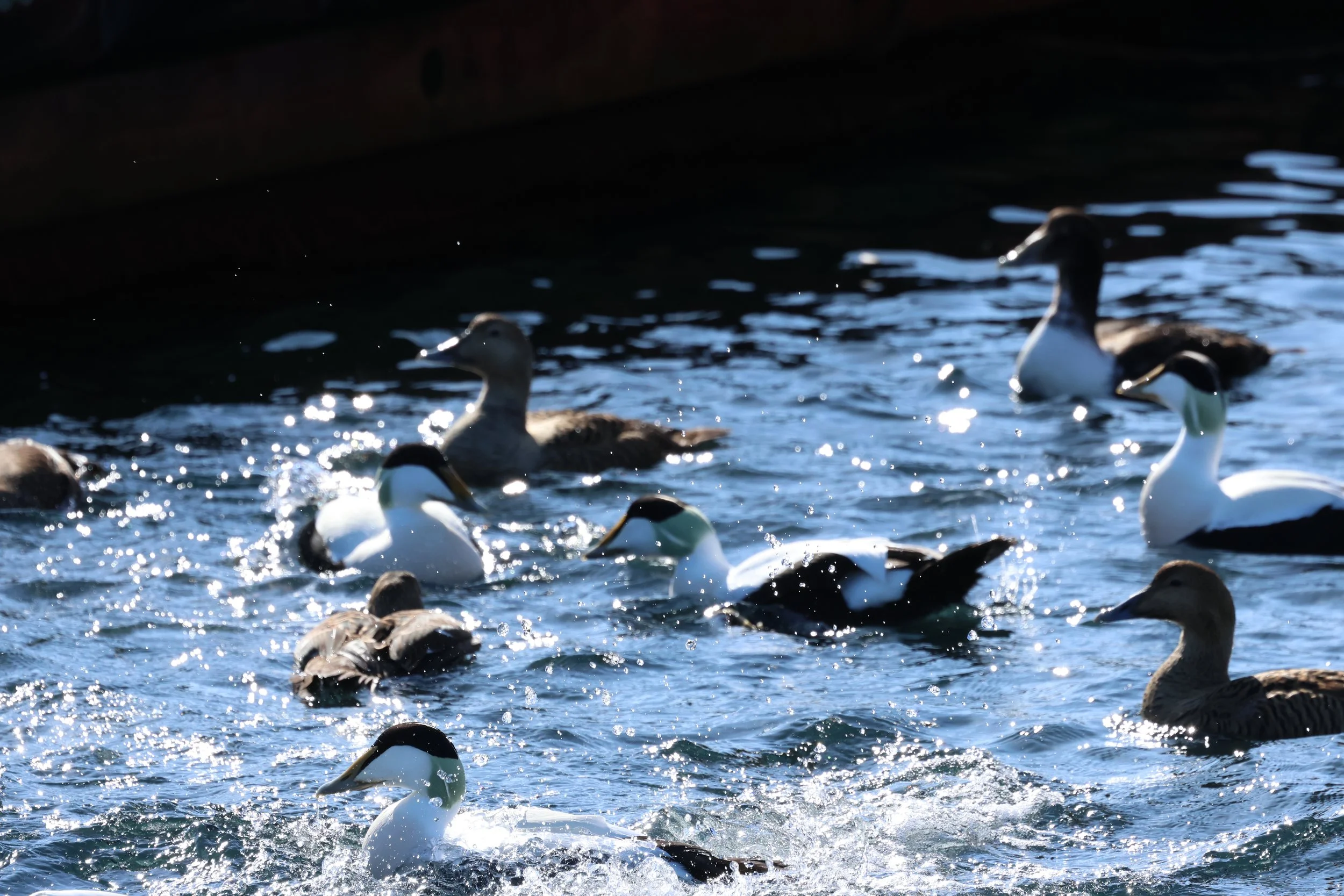 2026_04_10_1000_DIP_GISELA (21).JPG