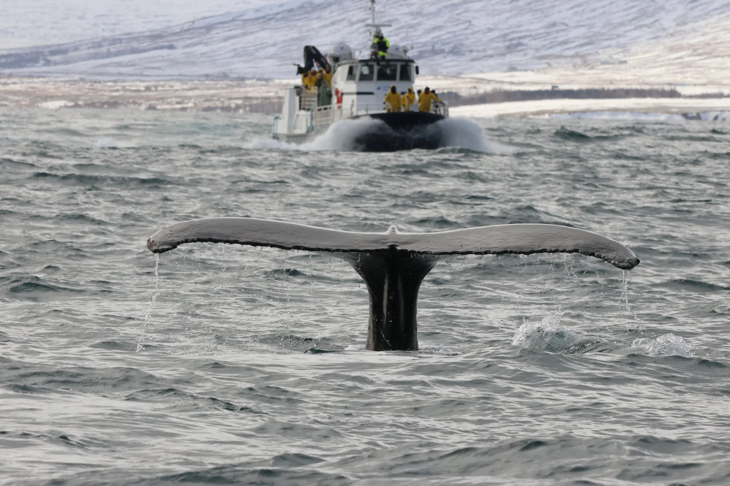 2026_04_11_1000_DIP_JACOB (7).JPG