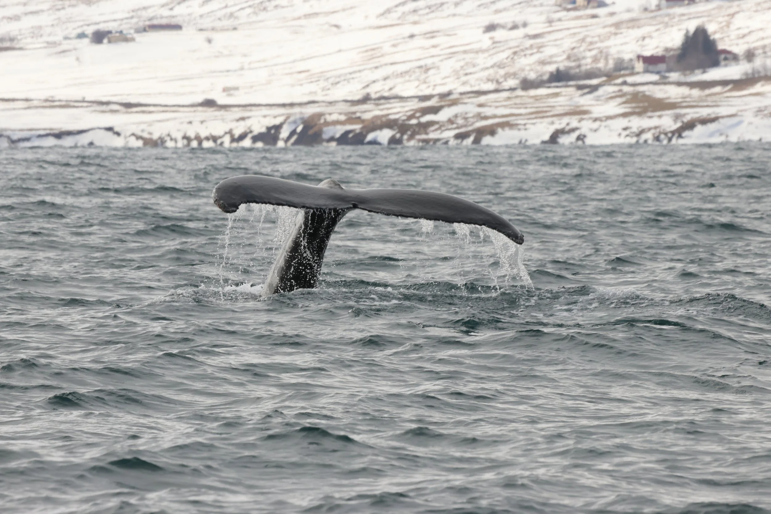 2026_04_11_1000_DIP_JACOB (22).JPG