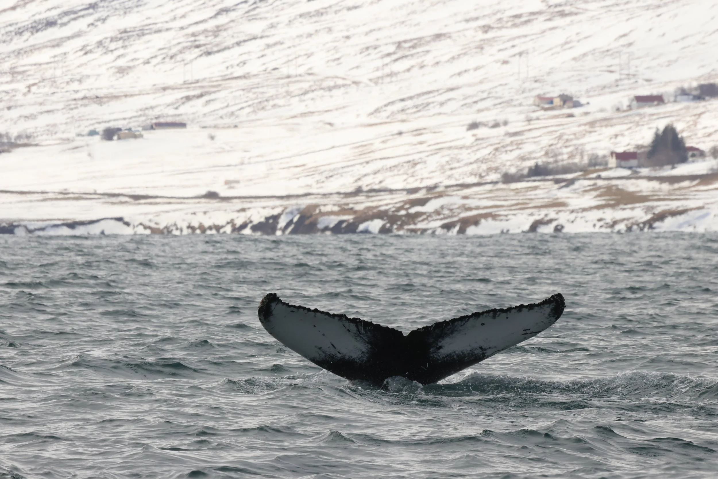 2026_04_11_1000_DIP_JACOB (25).JPG