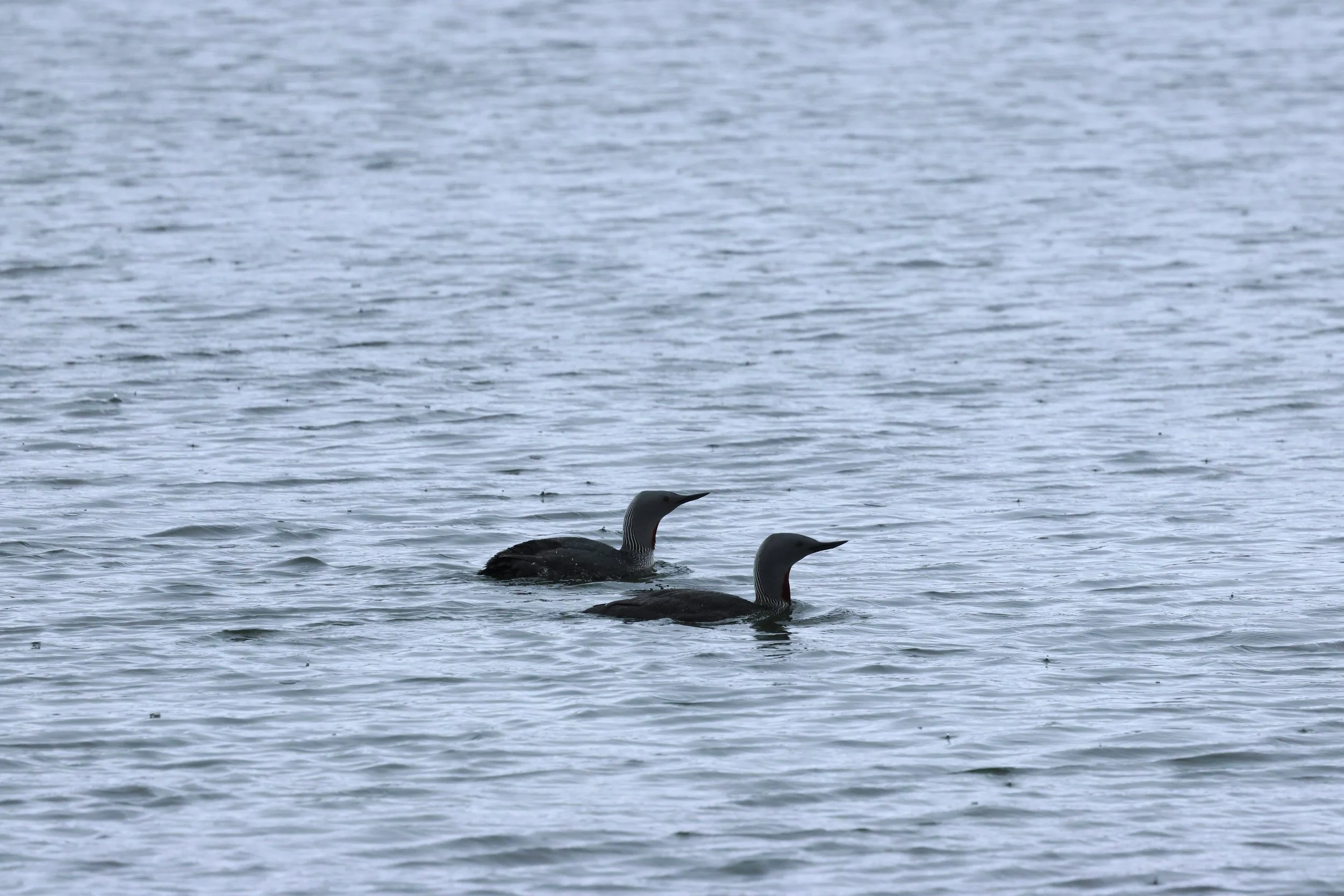 2026_04_12_1300_KON_GISELA (12).JPG