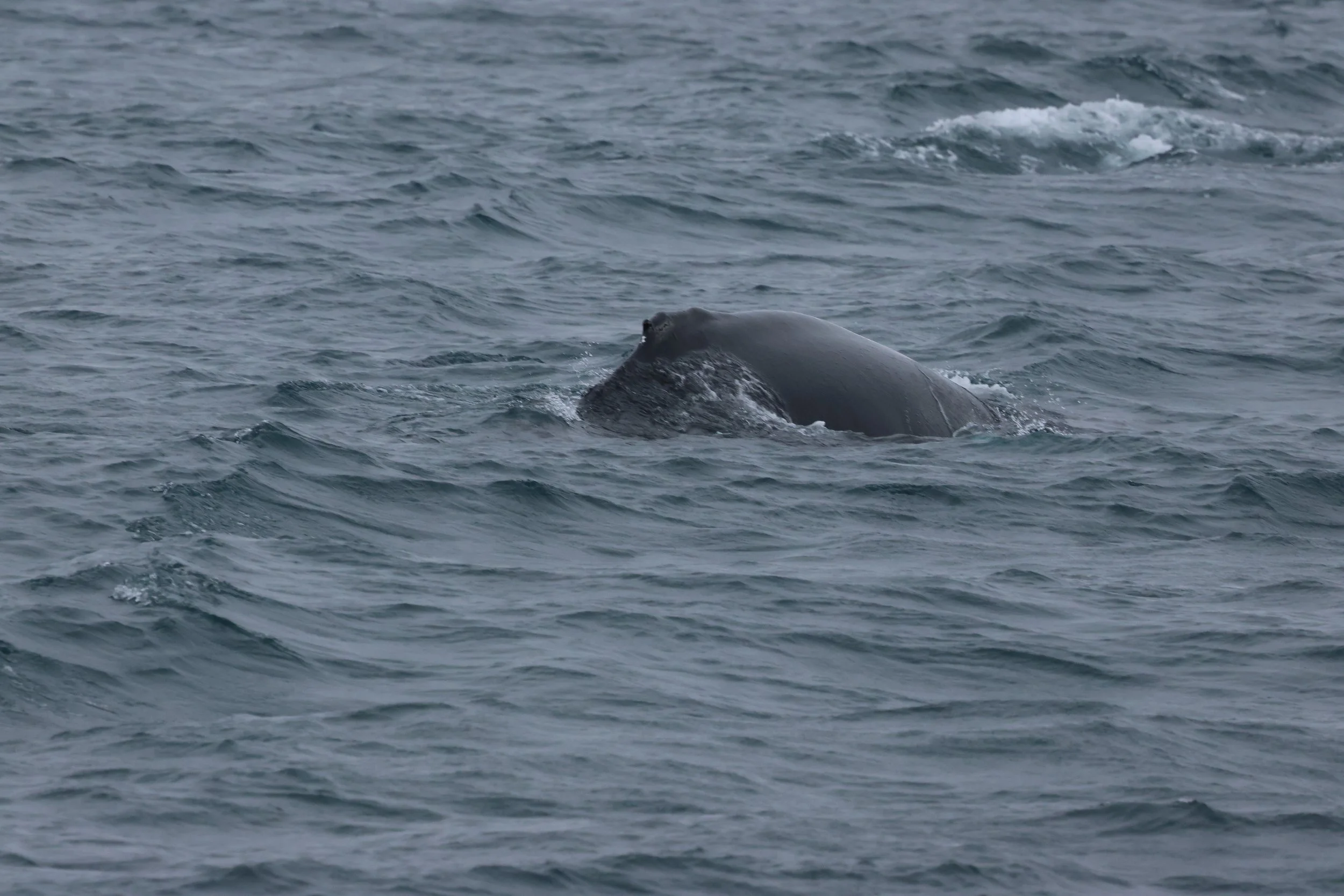 2026_04_12_1300_KON_GISELA (41).JPG