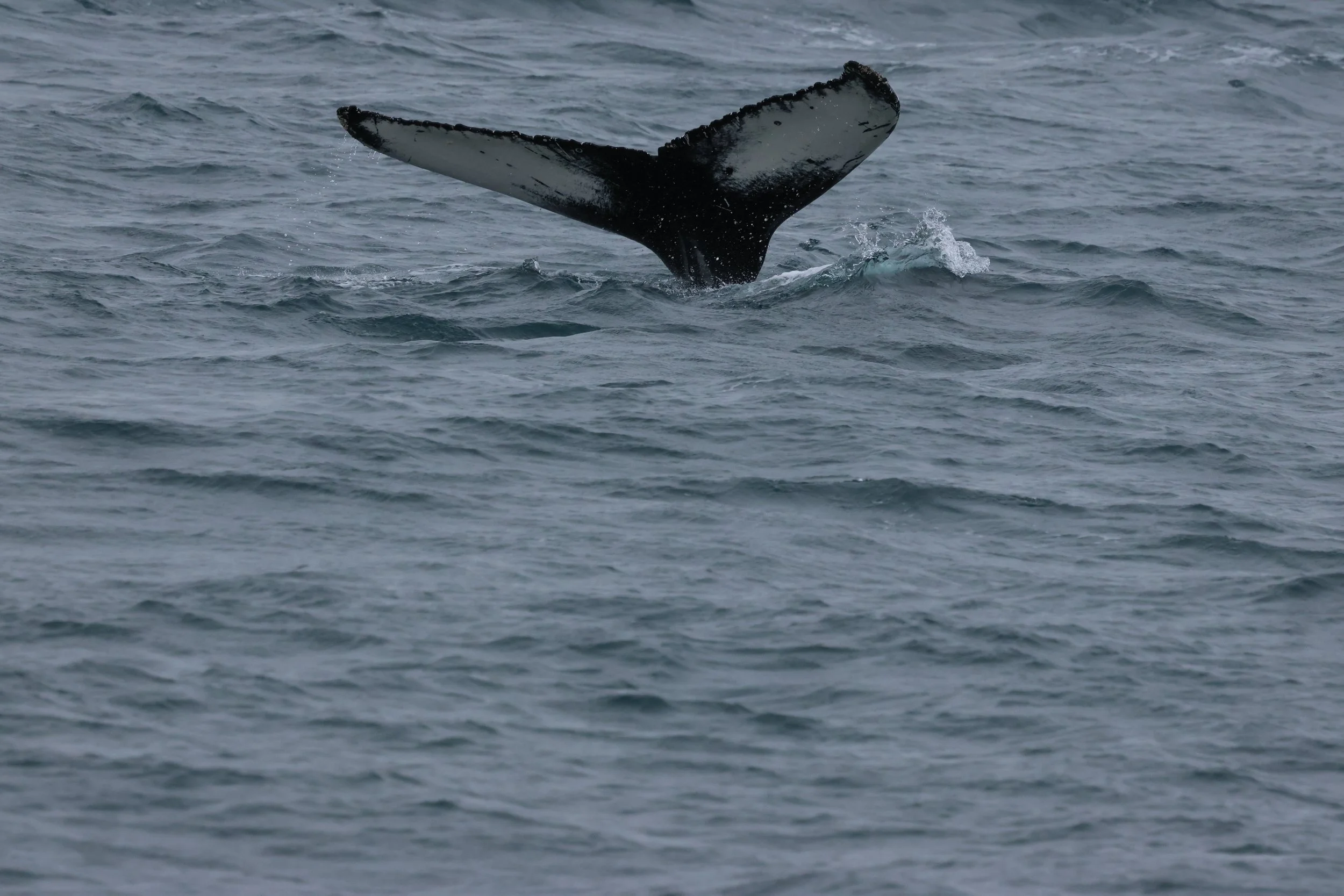 2026_04_12_1300_KON_GISELA (45).JPG