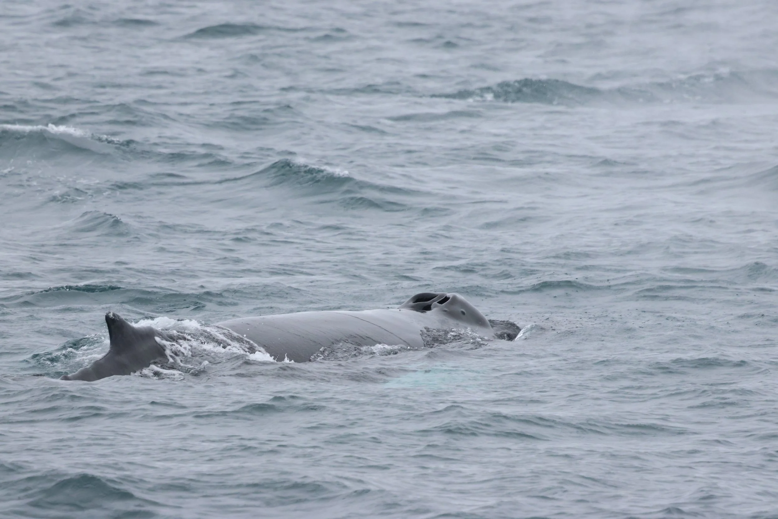 2026_04_12_1300_KON_GISELA (62).JPG