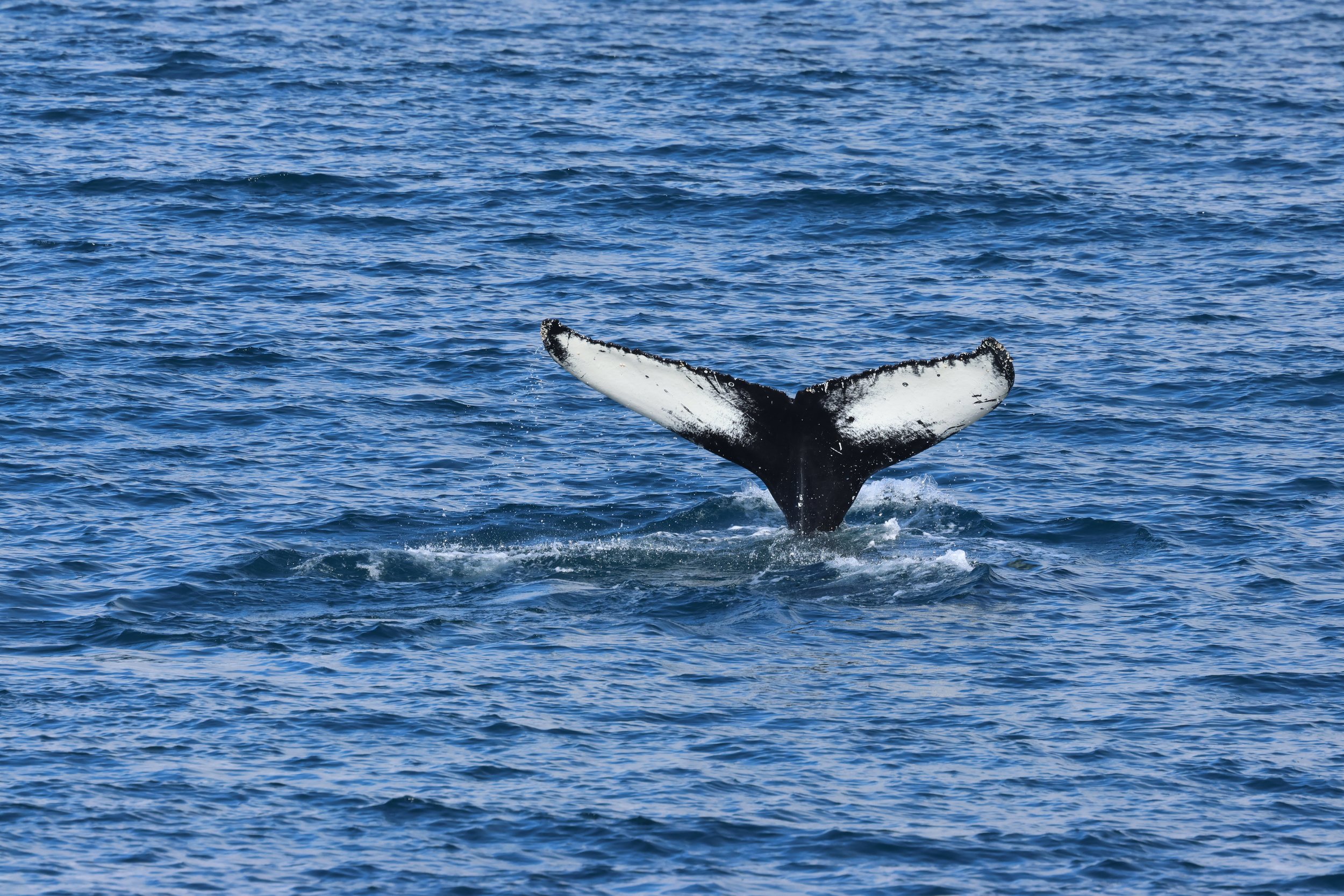 2026_04_13_0900_HOL_GISELA (37).JPG