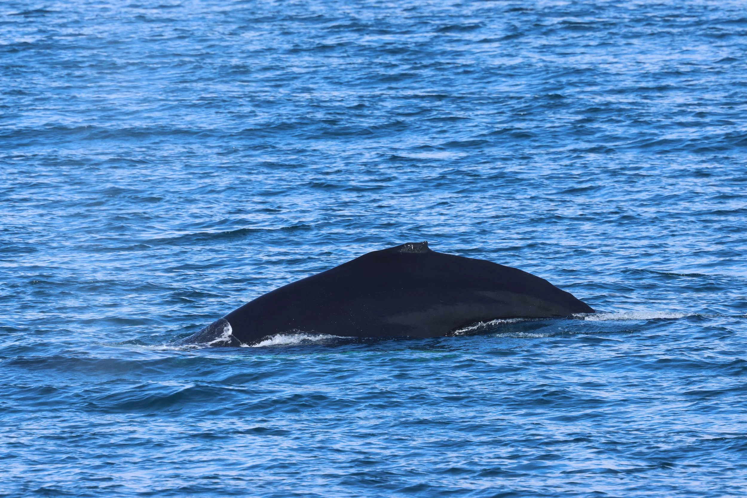 2026_04_13_0900_HOL_GISELA (25).JPG