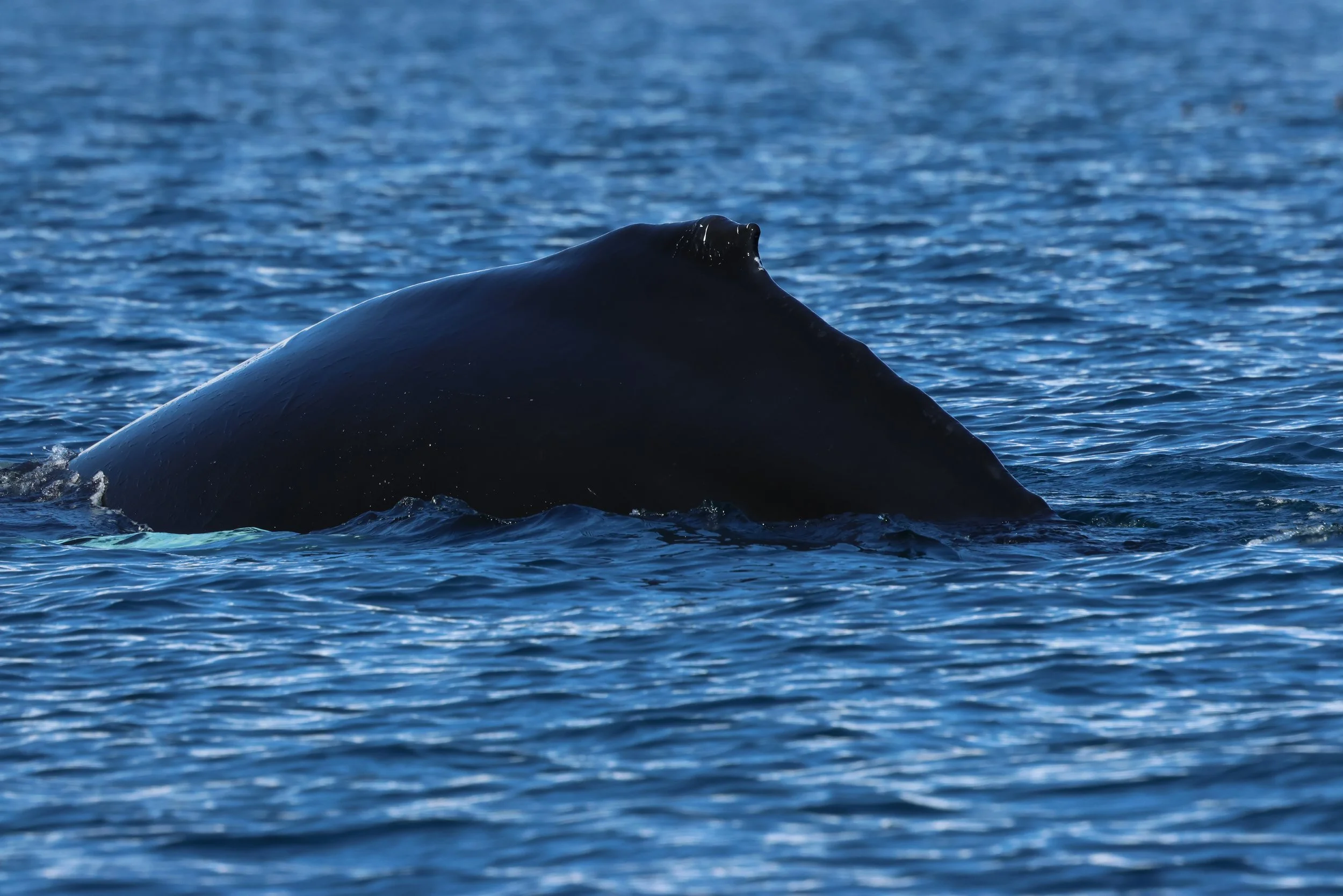 2026_04_14_1000_DIP_GISELA (42).JPG