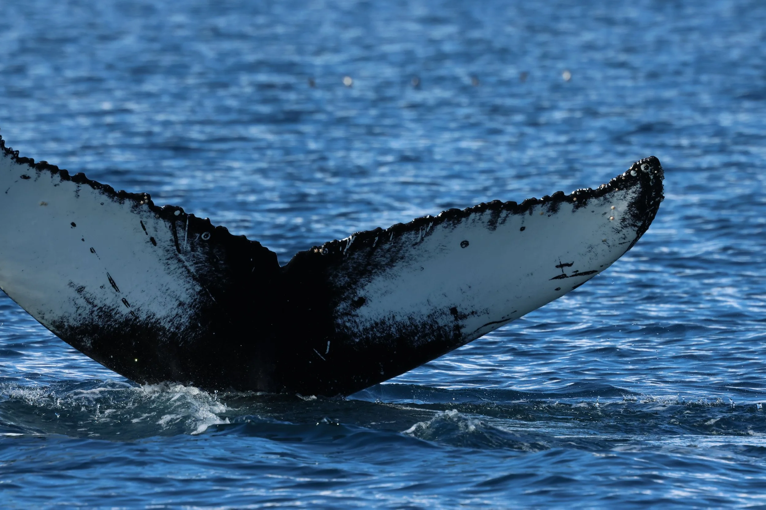 2026_04_14_1000_DIP_GISELA (46).JPG