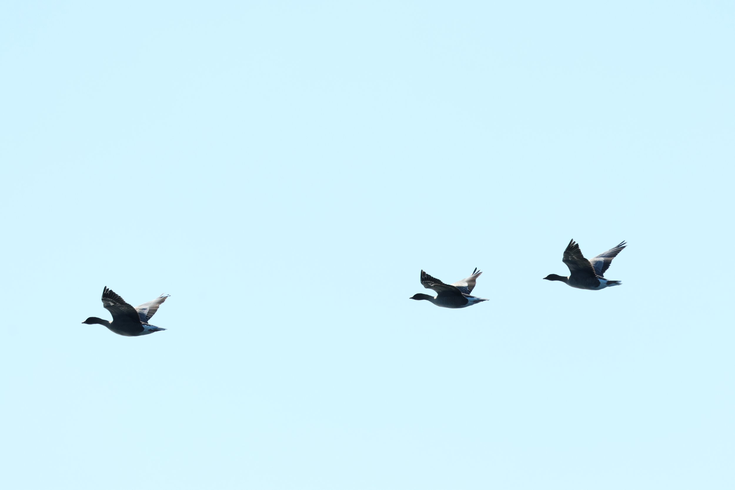 2026_04_14_1000_DIP_GISELA (37).JPG