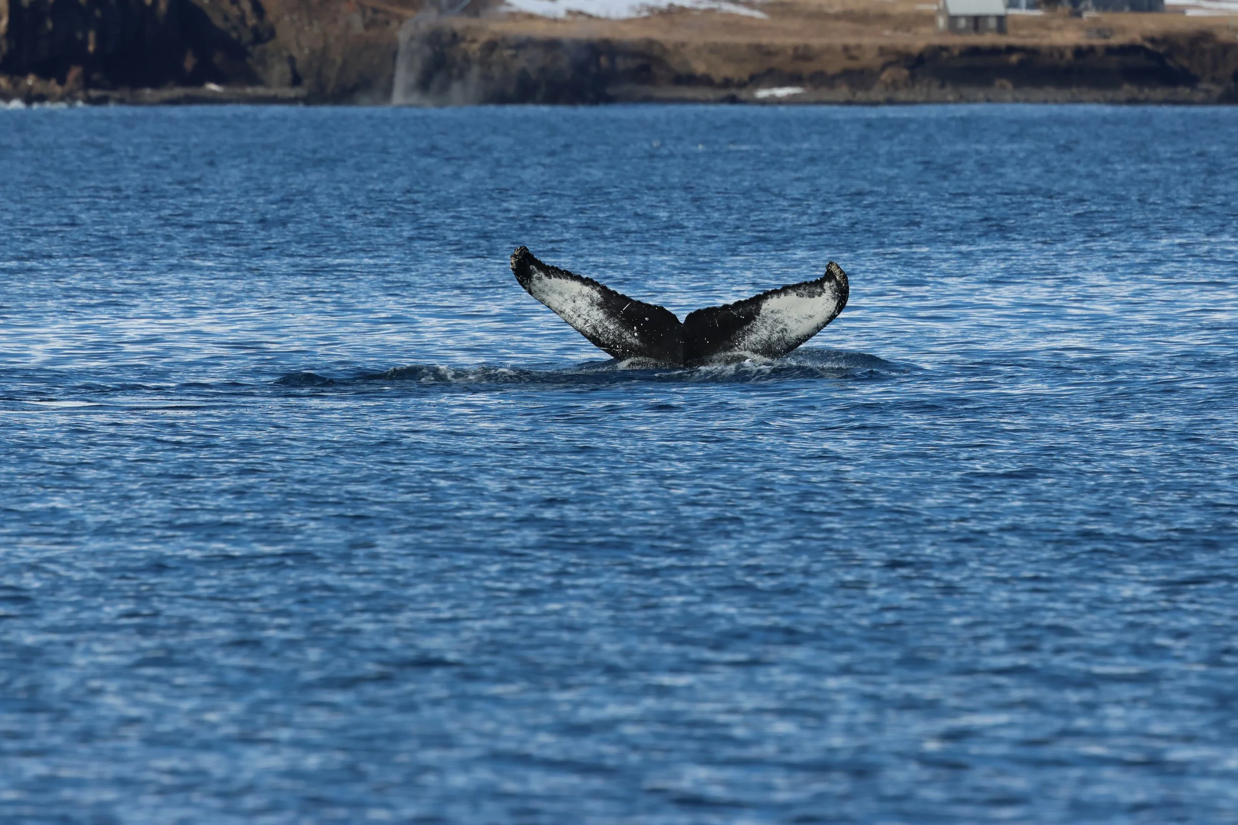 2026_04_14_1000_DIP_GISELA (3).JPG