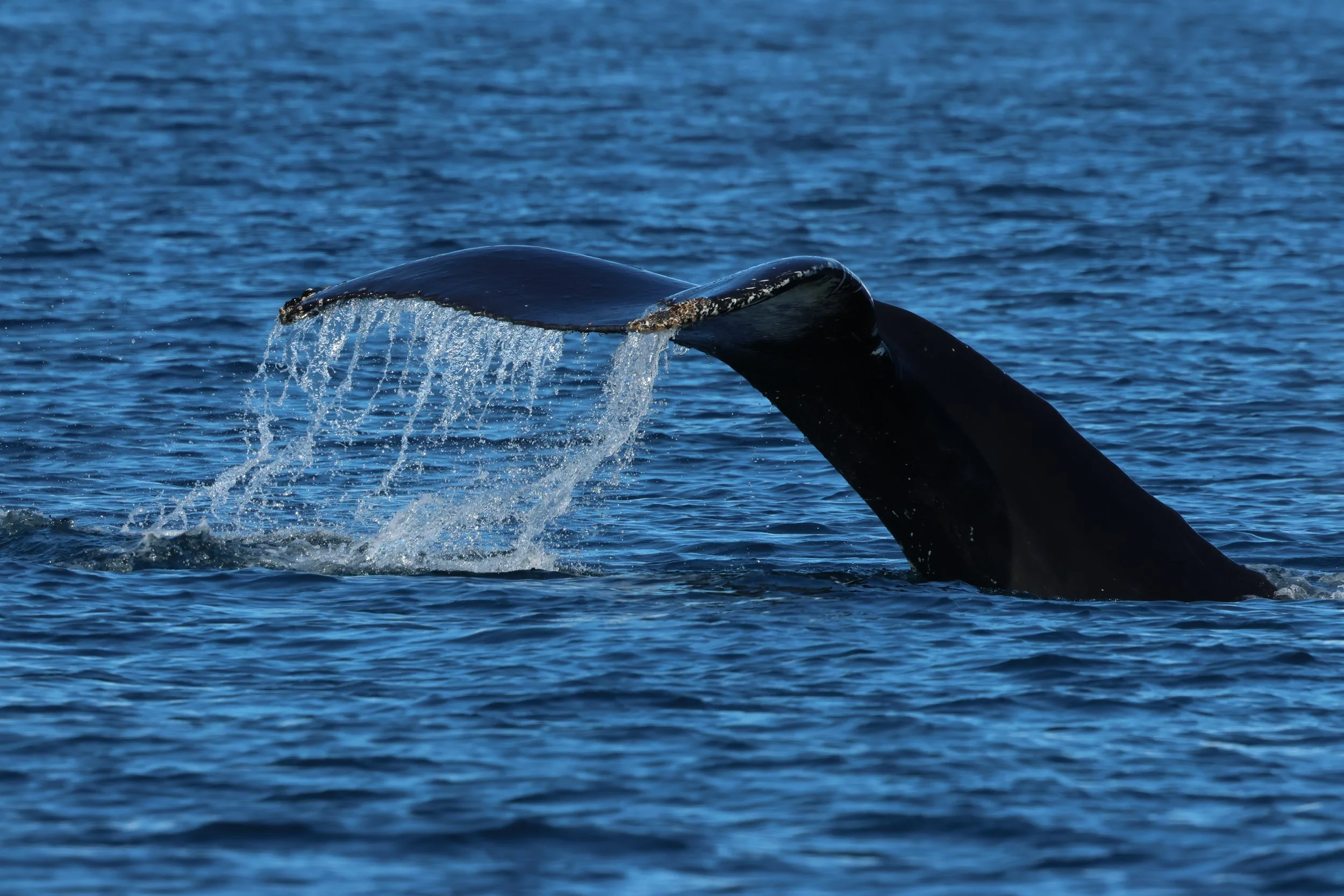 2026_04_14_1000_DIP_GISELA (5).JPG