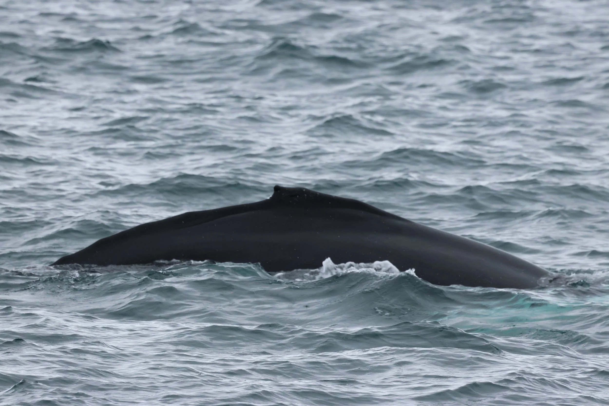 2026_04_15_0900_KON_GISELA (26).JPG