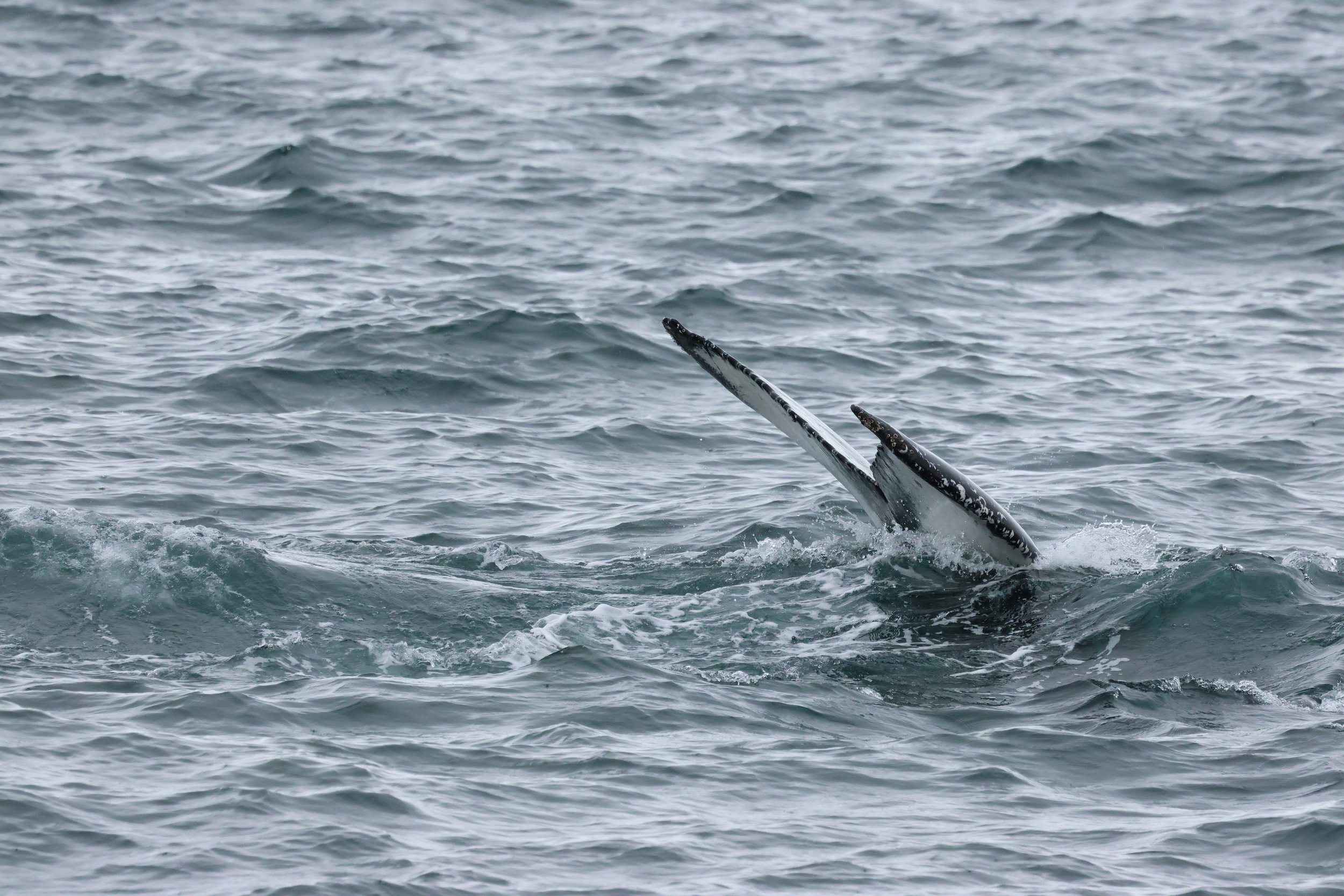 2026_04_15_0900_KON_GISELA (28).JPG