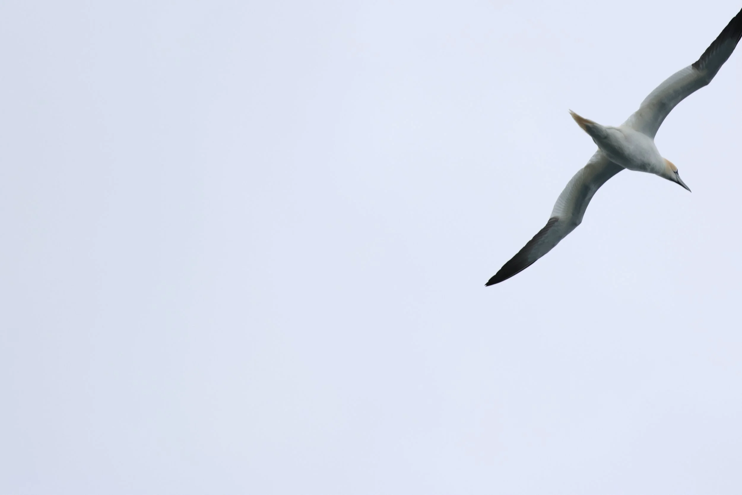 2026_04_15_0900_KON_GISELA (9).JPG