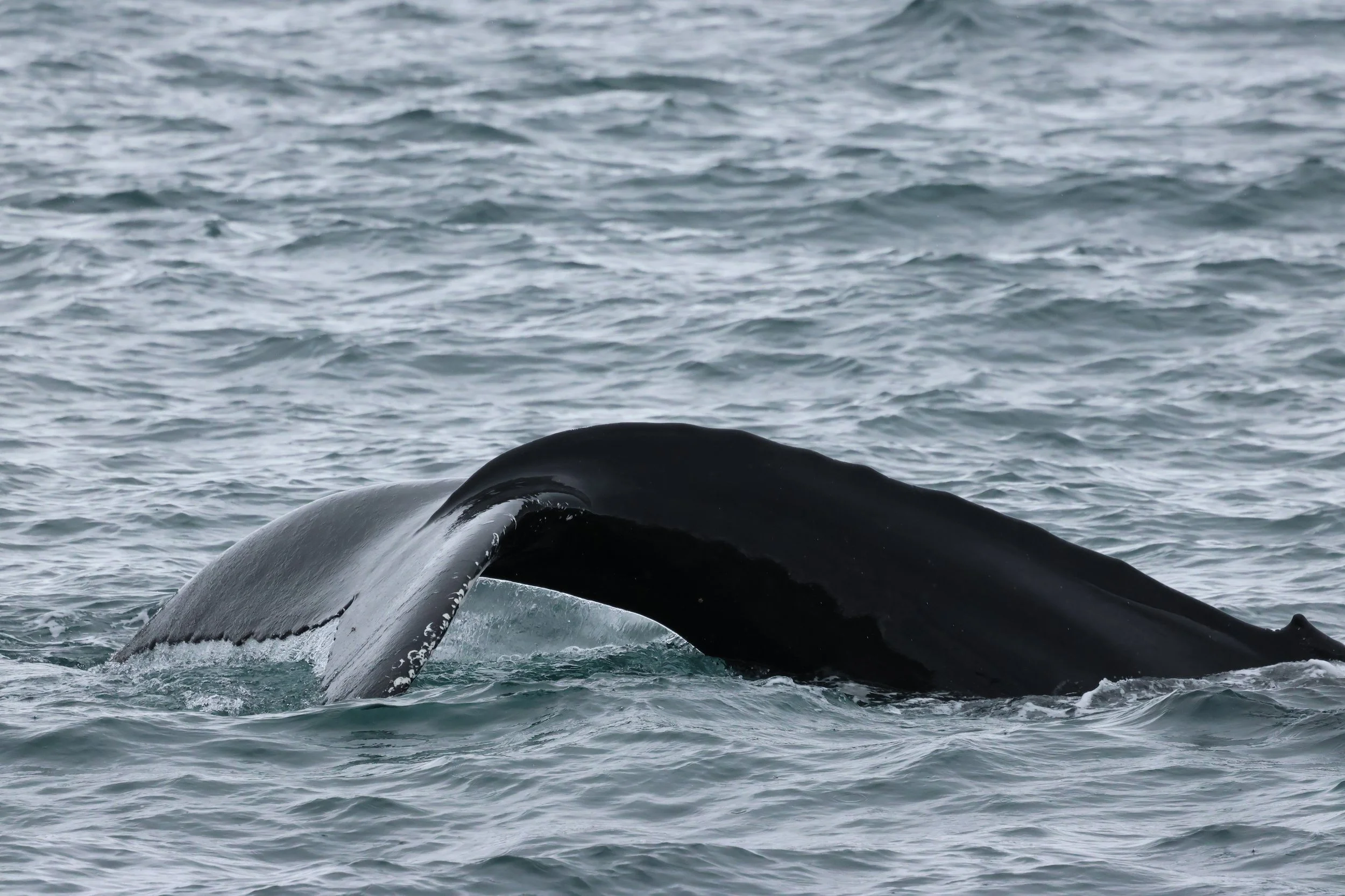 2026_04_15_0900_KON_GISELA (27).JPG