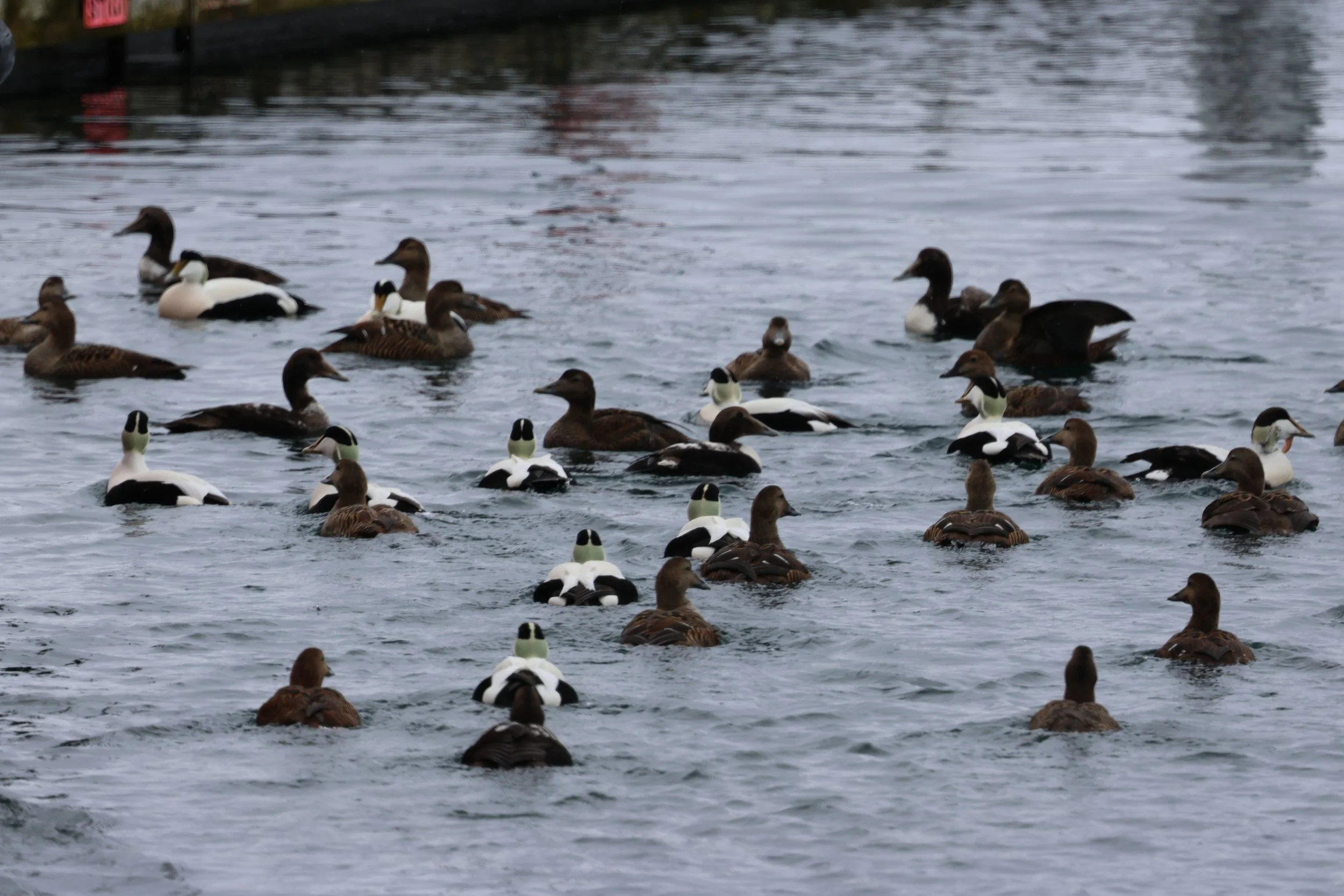 2026_04_15_0900_KON_GISELA (38).JPG