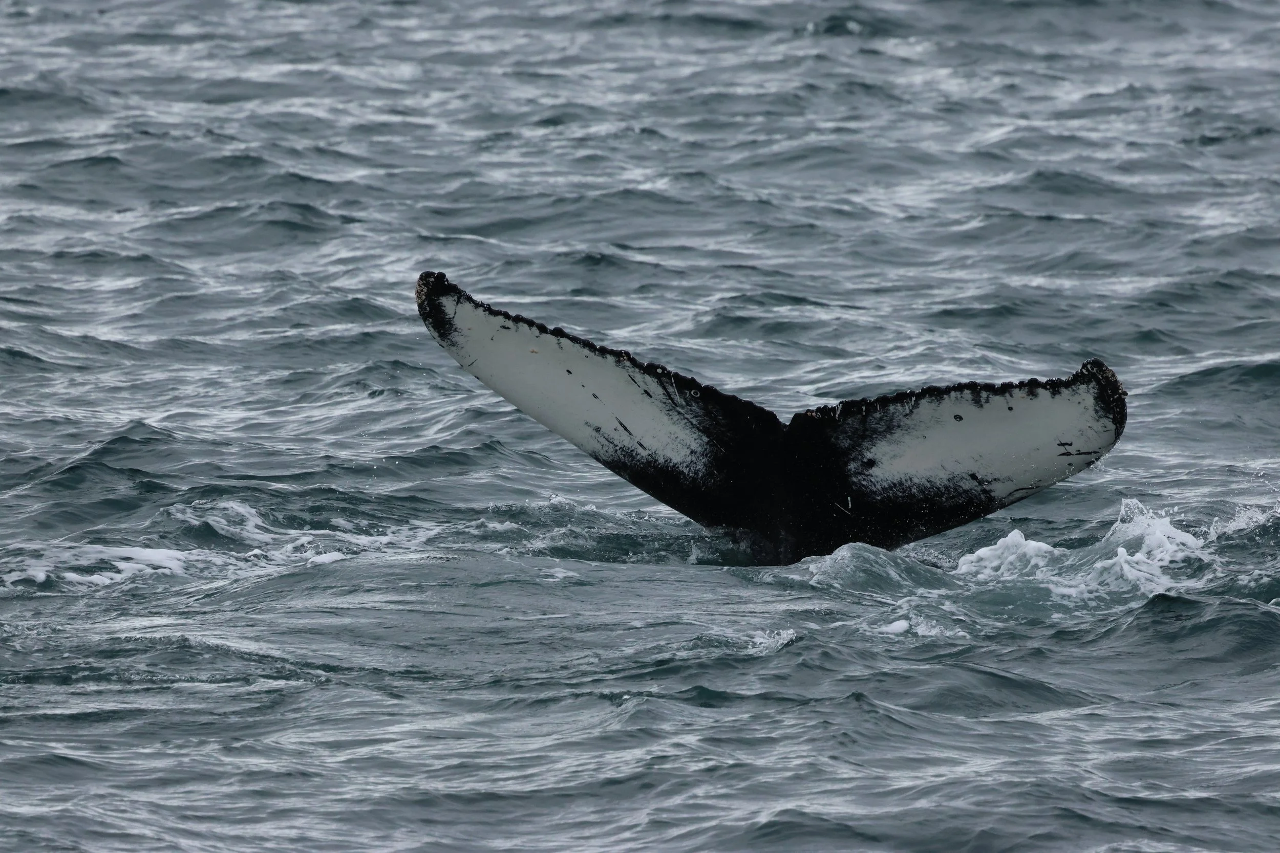 2026_04_15_0900_KON_GISELA (13).JPG