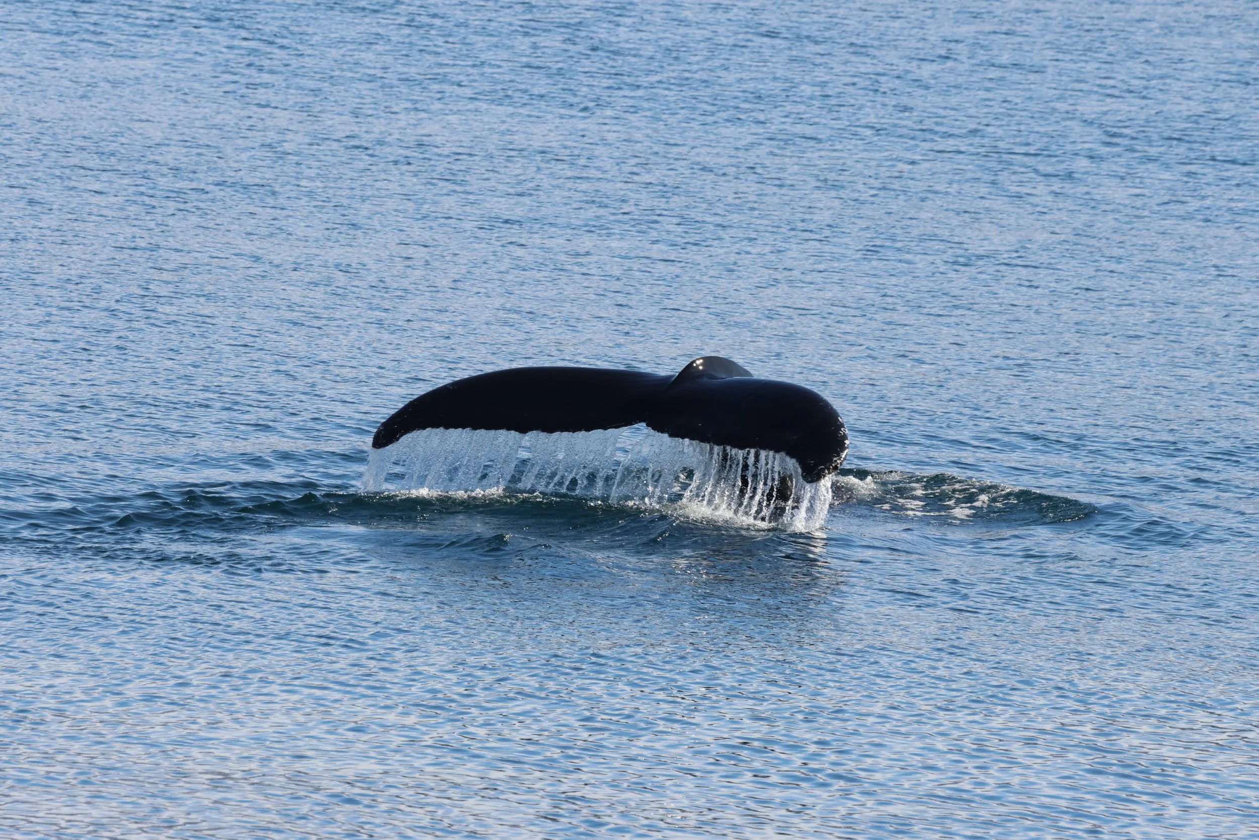 2026_04_16_0900_HOL_JACOB (53).JPG