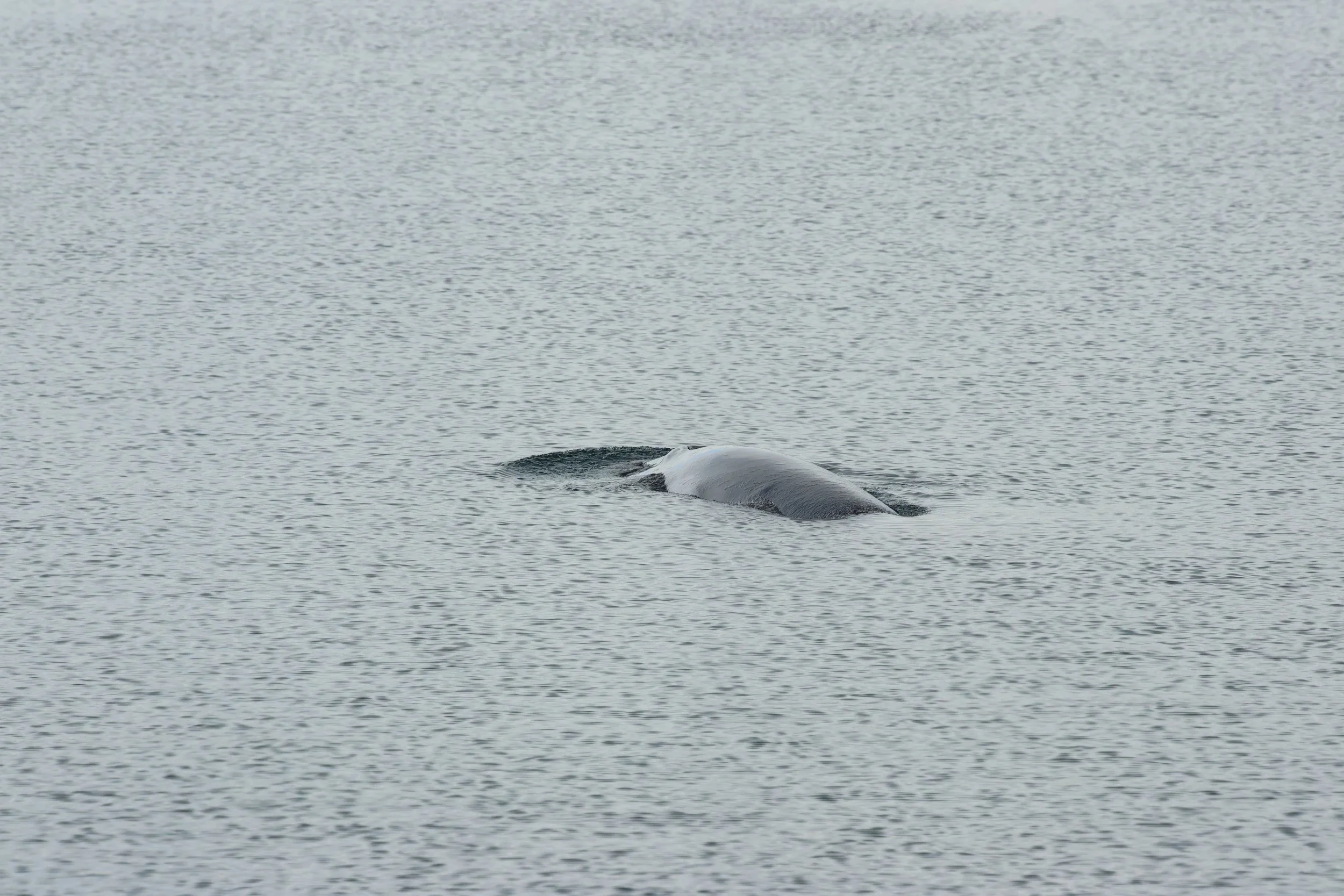 2026_04_17_0900_KON_GISELA (27).JPG