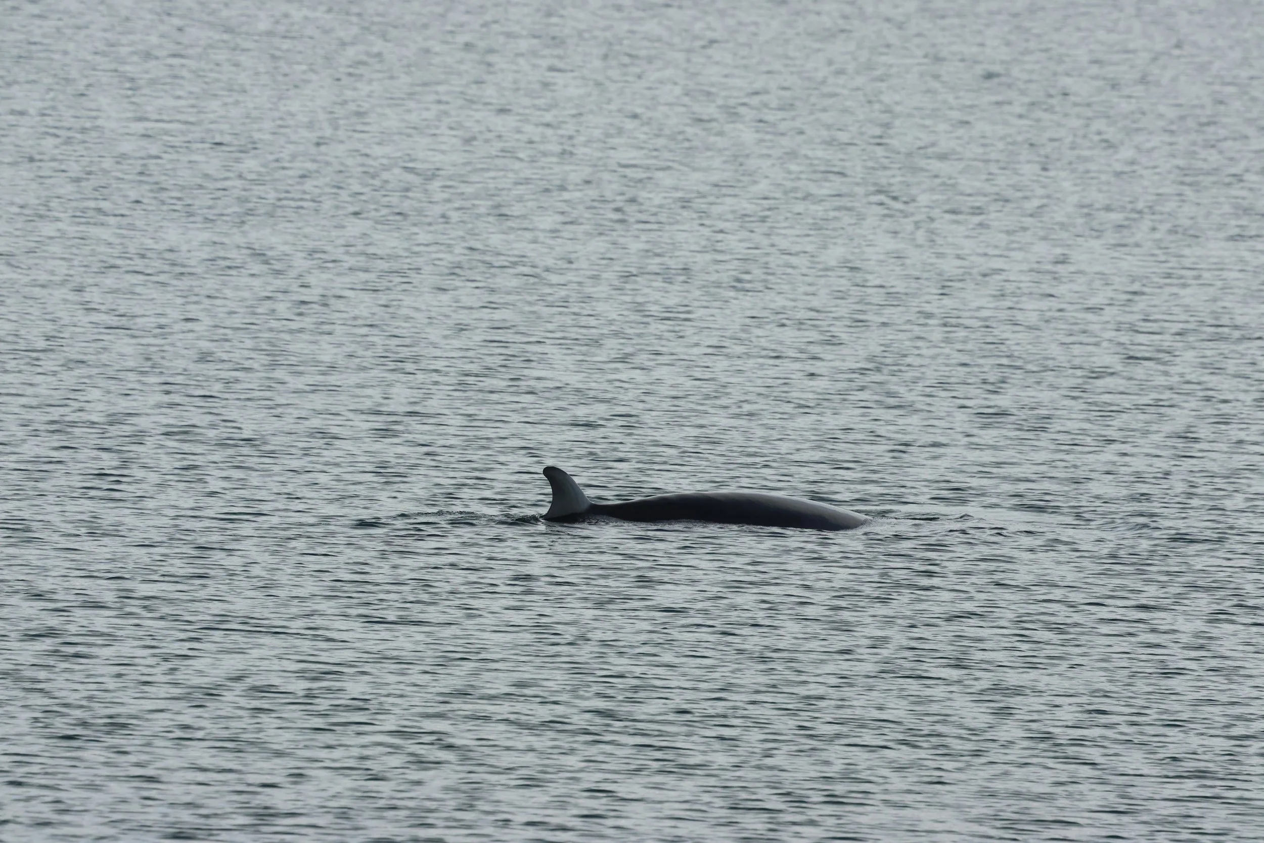 2026_04_17_0900_KON_GISELA (32).JPG