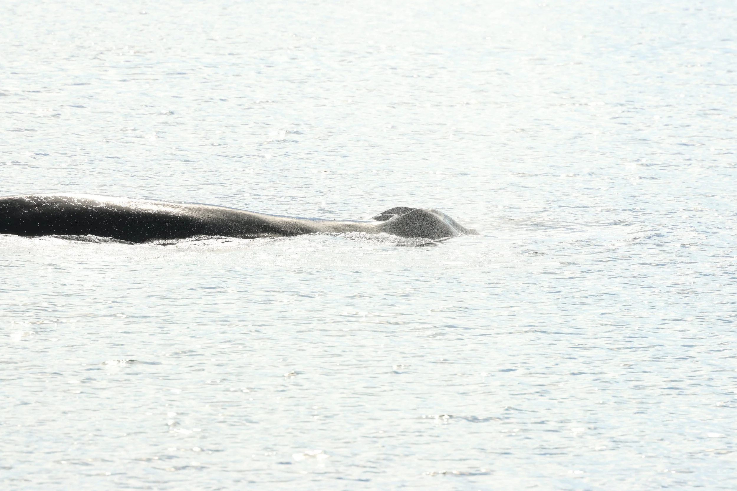 2026_04_17_0900_KON_GISELA (42).JPG