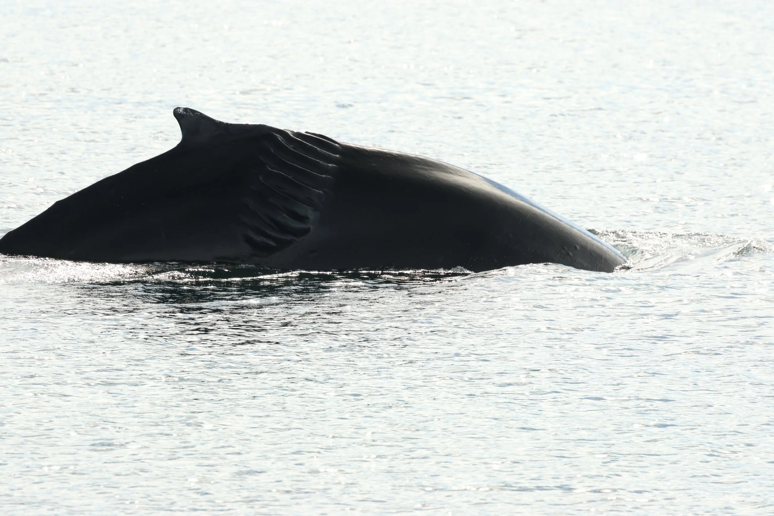 2026_04_17_0900_KON_GISELA (43).JPG