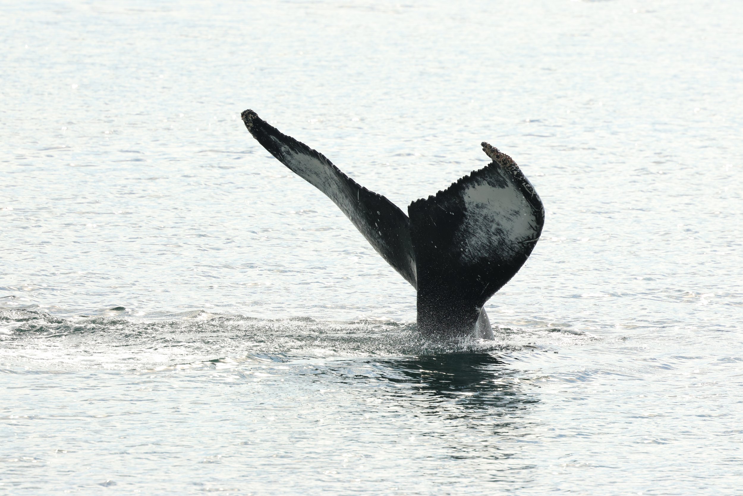 2026_04_17_0900_KON_GISELA (46).JPG