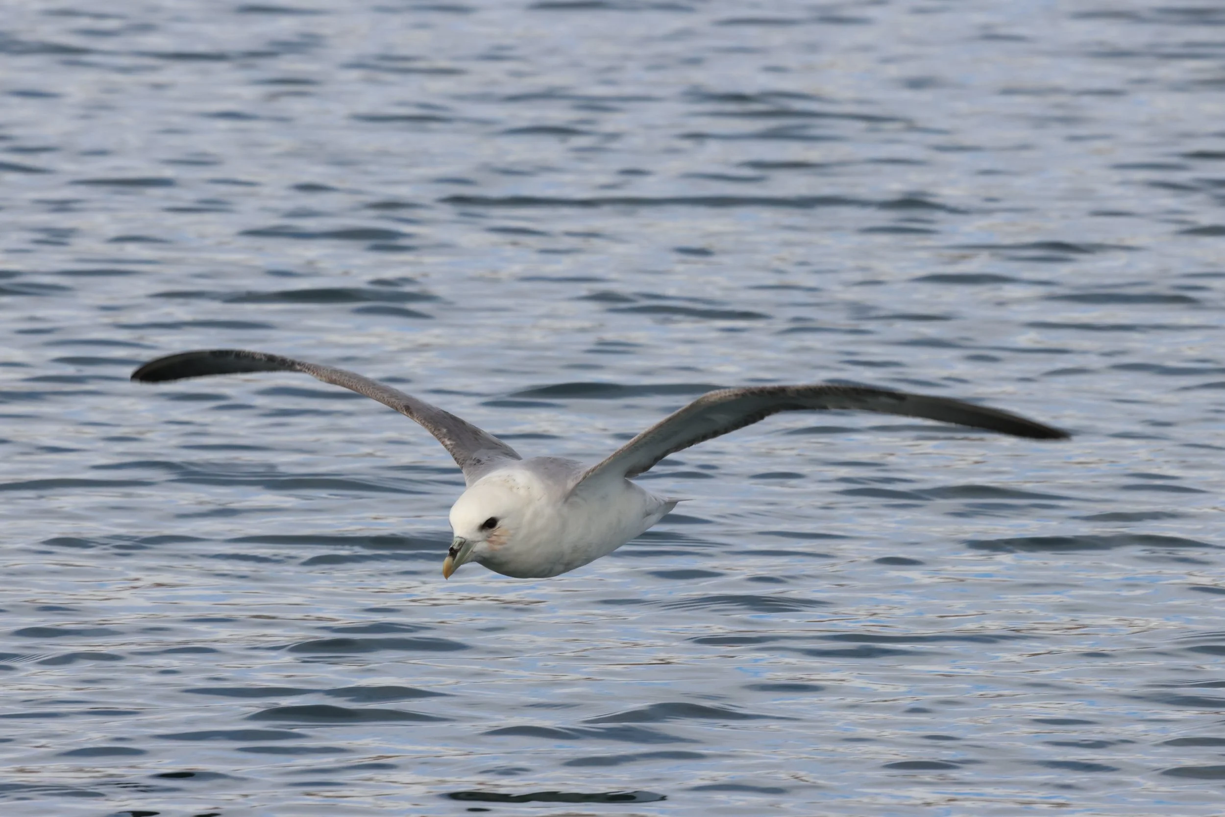 2026_04_17_1000_DIP_JACOB (2).JPG