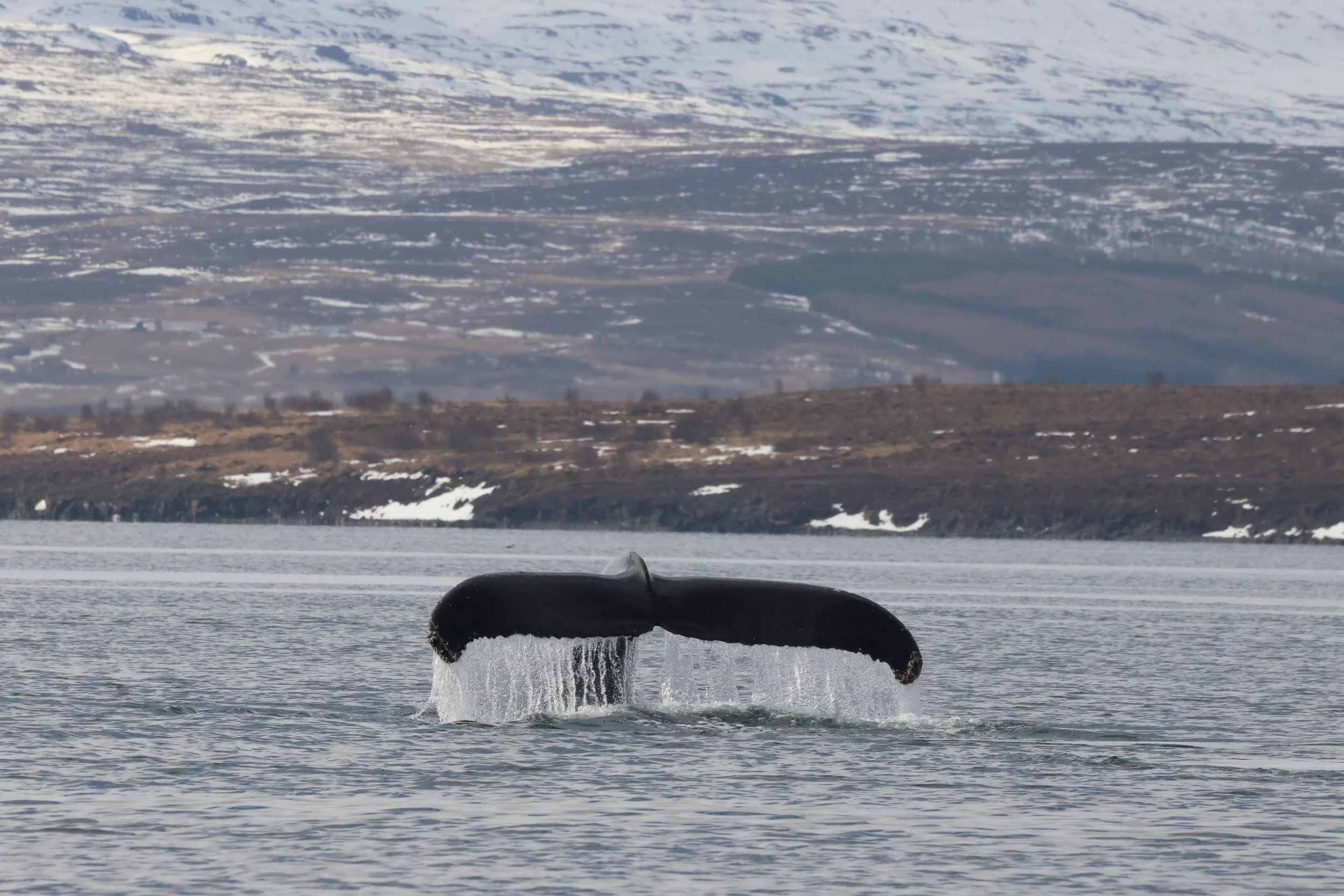 2026_04_17_1000_DIP_JACOB (13).JPG