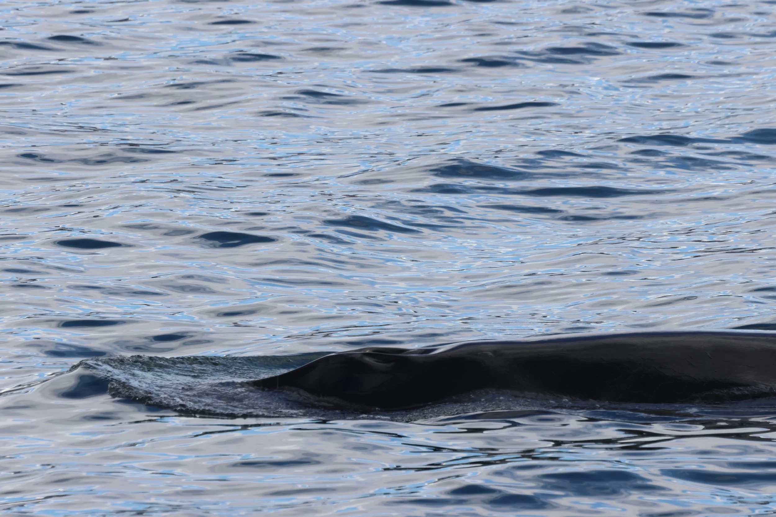 2026_04_17_1300_KON_JACOB (5).JPG