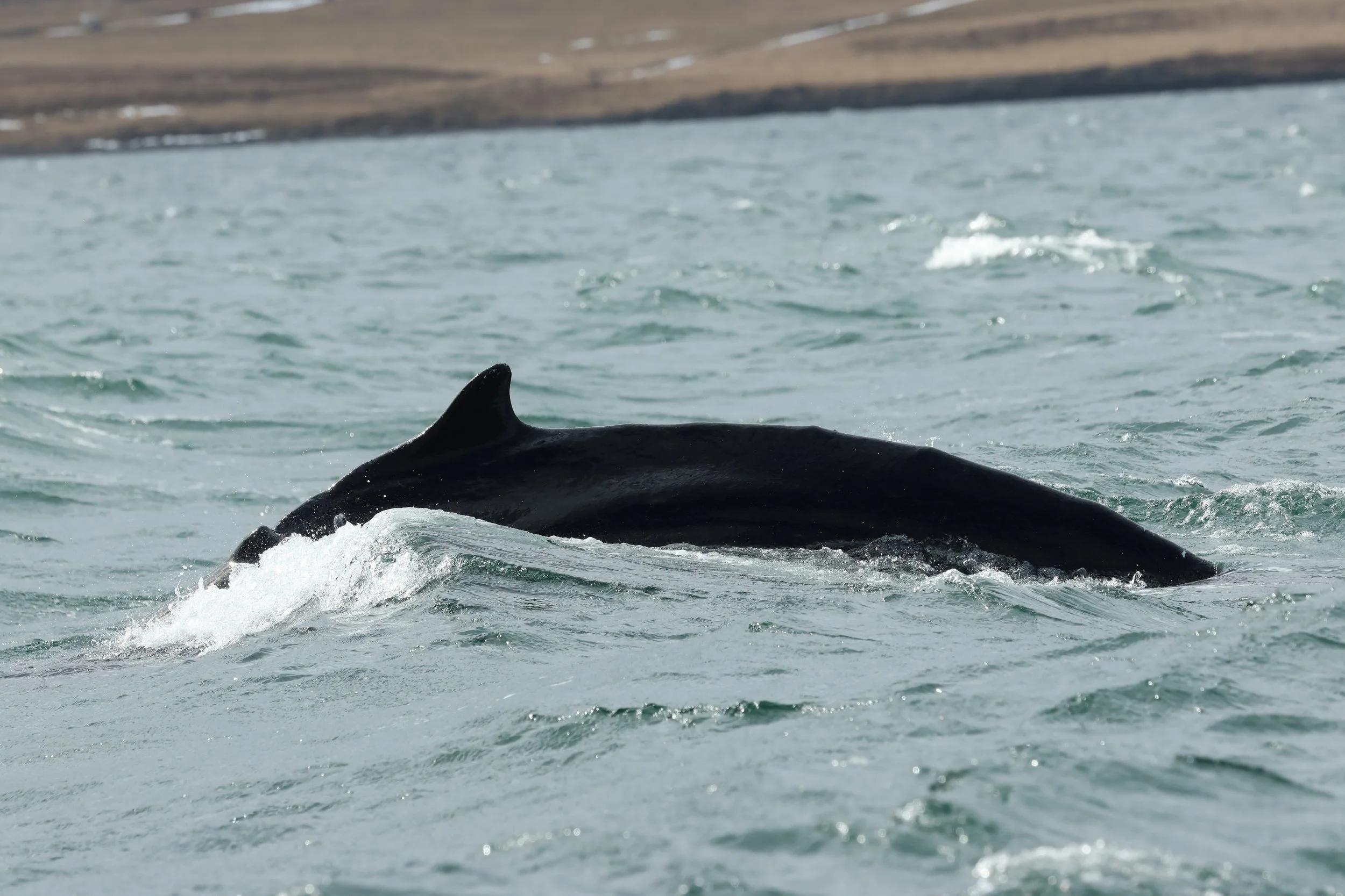 2026_04_18_1300_KON_GISELA (9).JPG