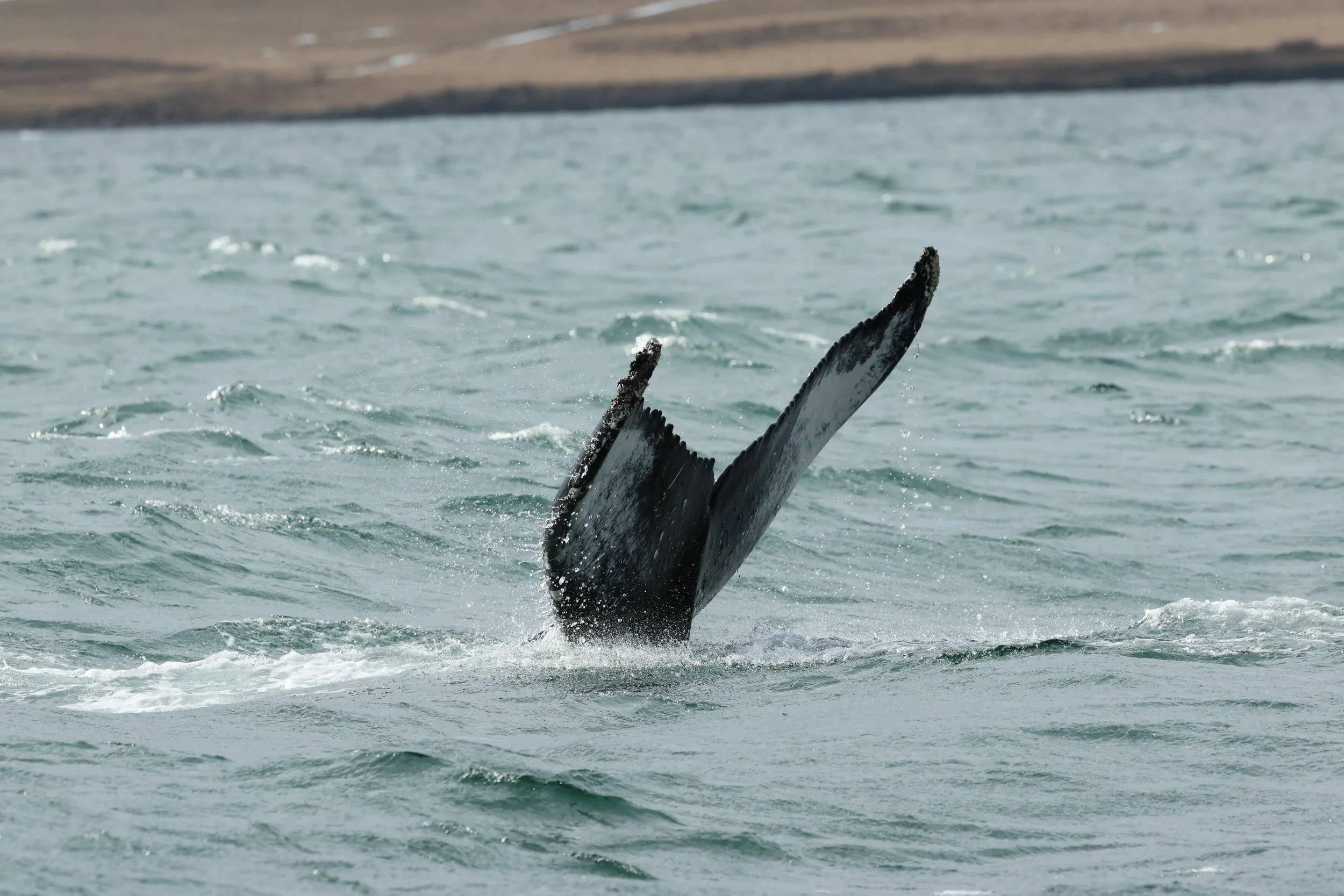 2026_04_18_1300_KON_GISELA (11).JPG