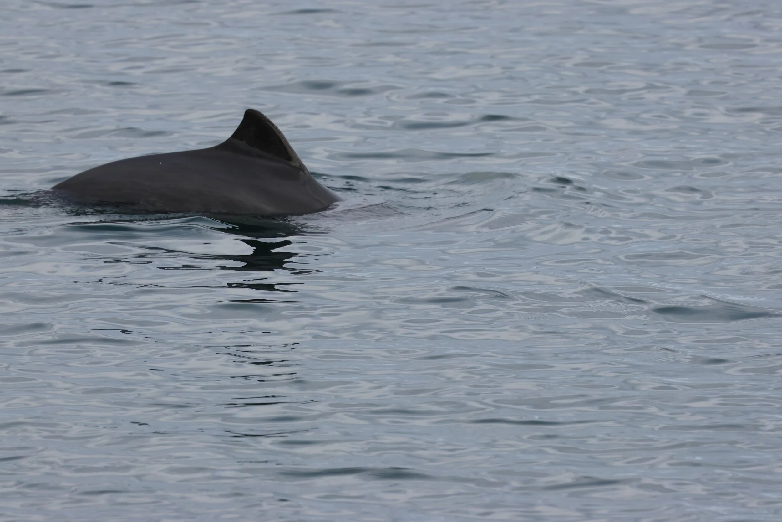 2026_04_18_0900_KON_GISELA (29).JPG