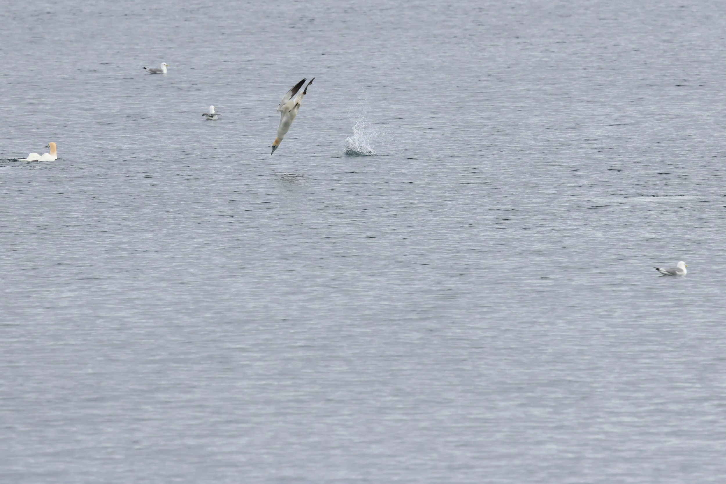 2026_04_18_0900_KON_GISELA (35).JPG