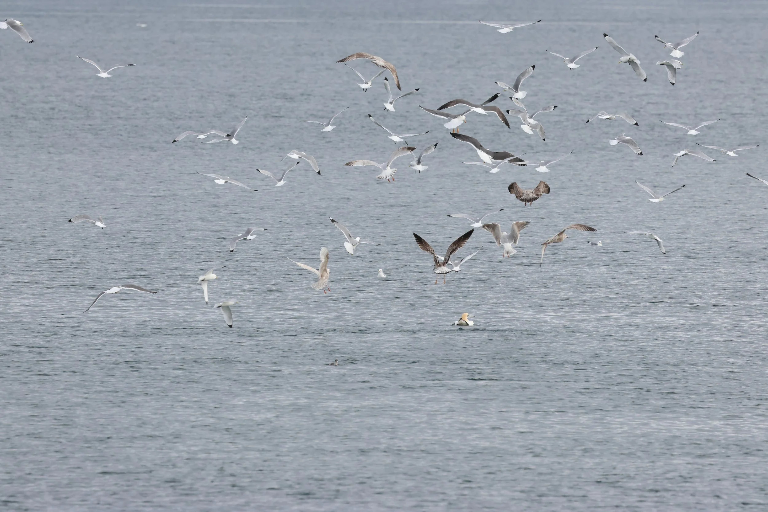 2026_04_18_0900_KON_GISELA (49).JPG