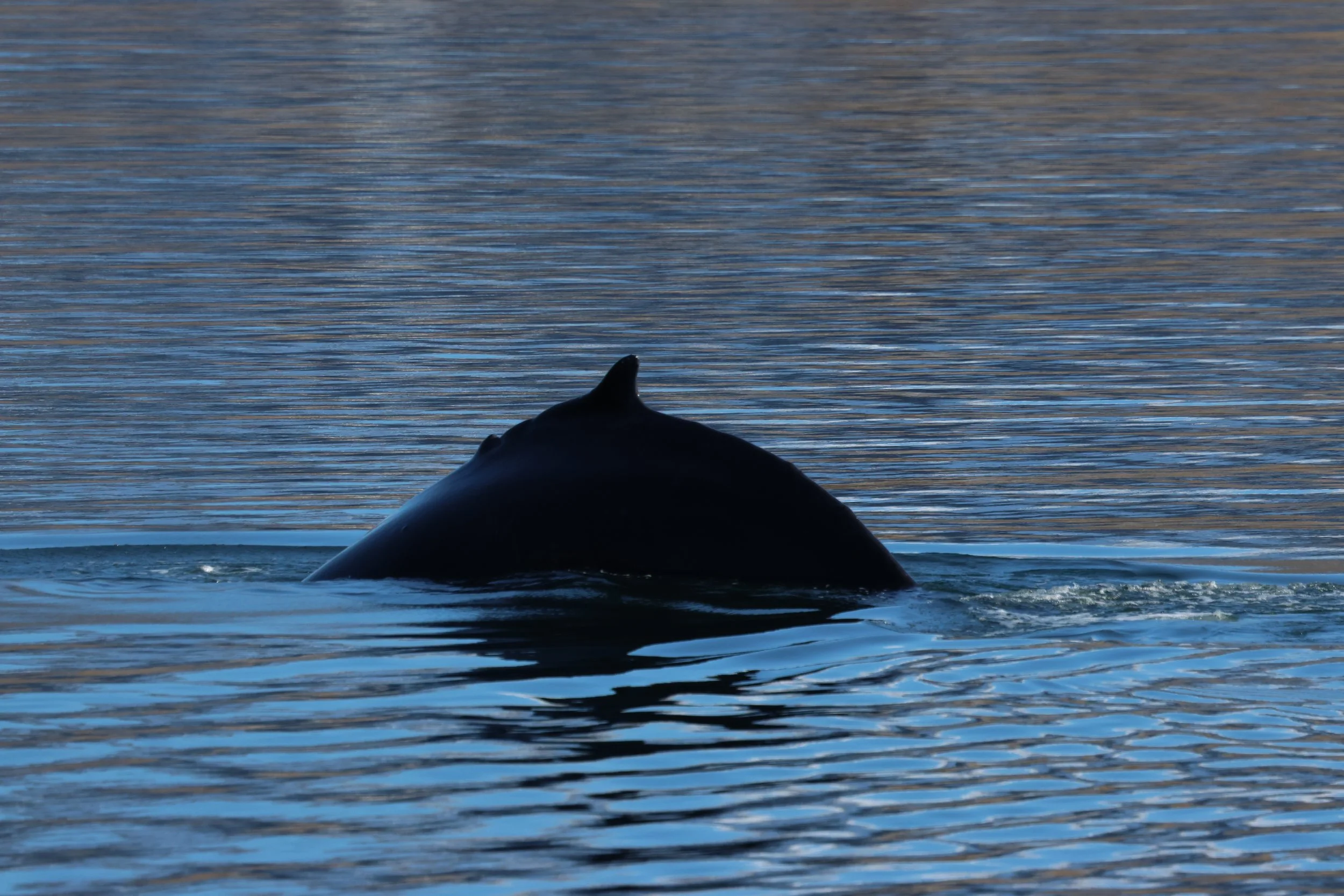 2026_04_19_0900_KON_GISELA (47).JPG