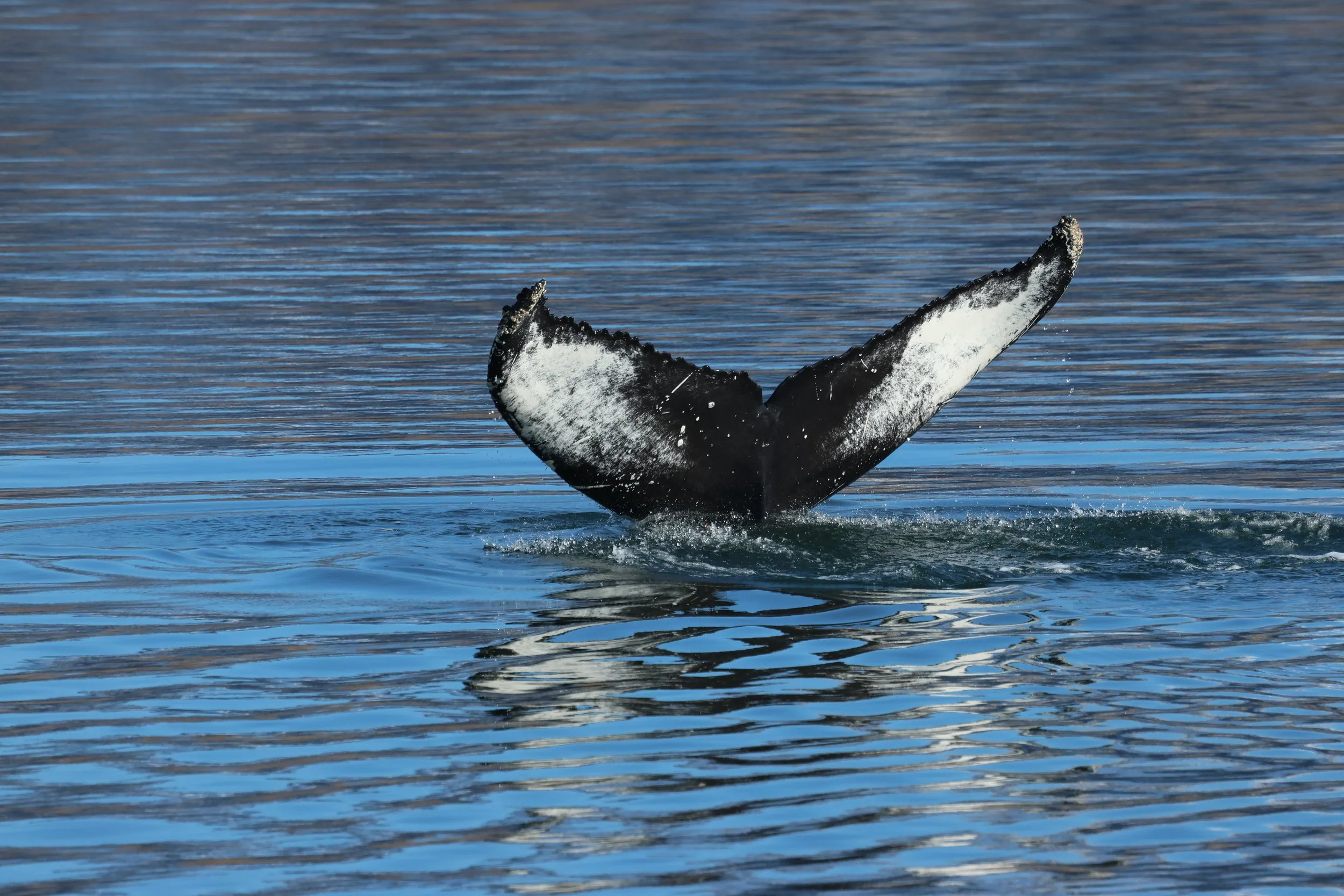 2026_04_19_0900_KON_GISELA (49).JPG